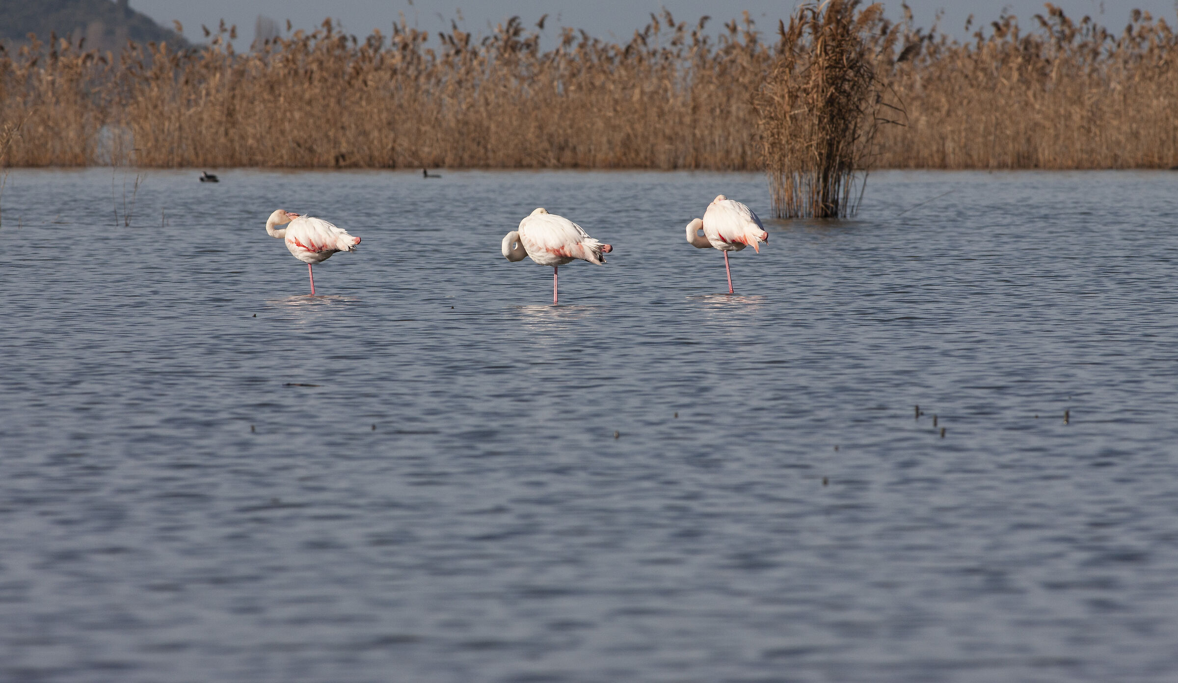 Fenicotteri del Trasimeno