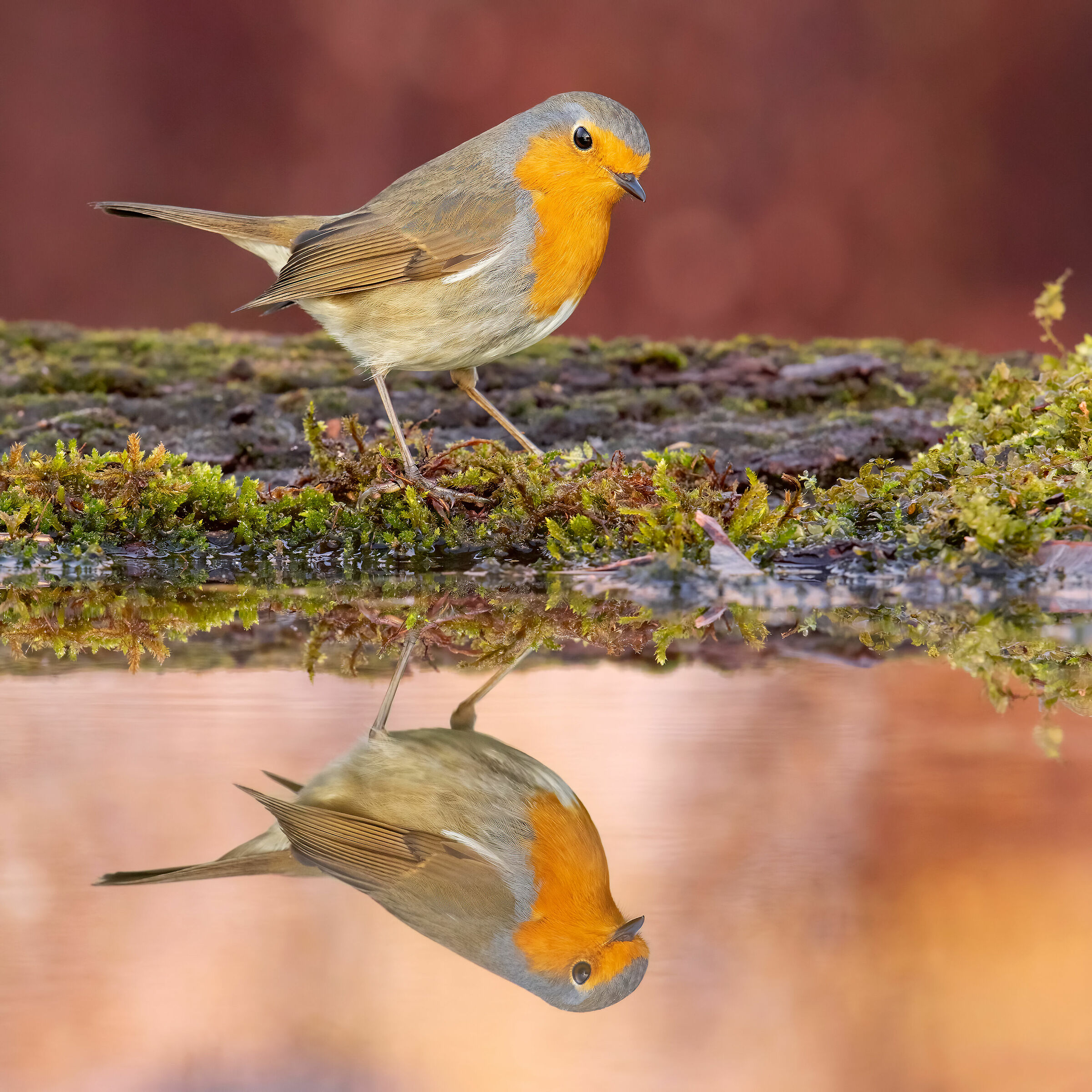 ..robin allo specchio..