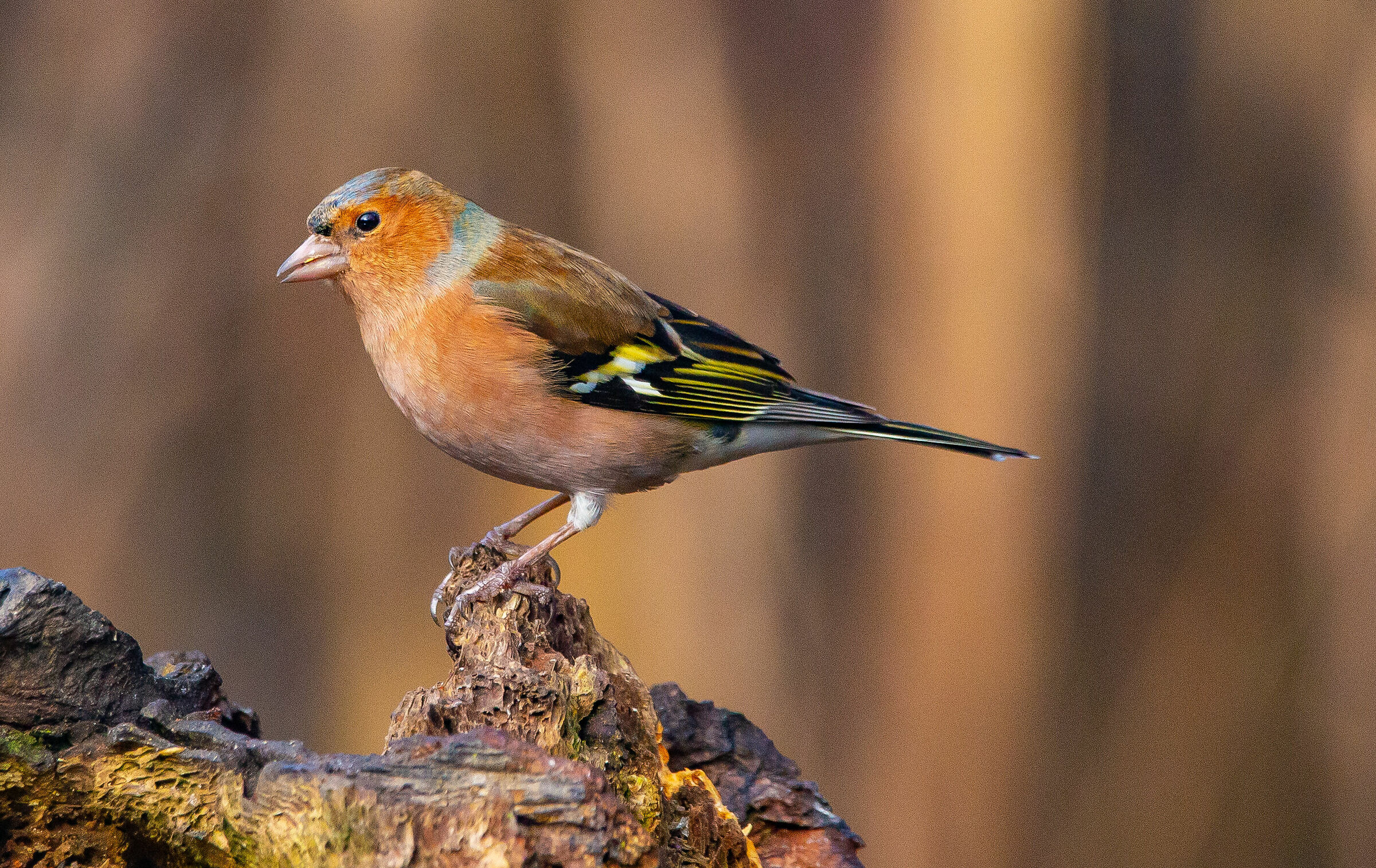 Cool or Finco, that's the dilemma!