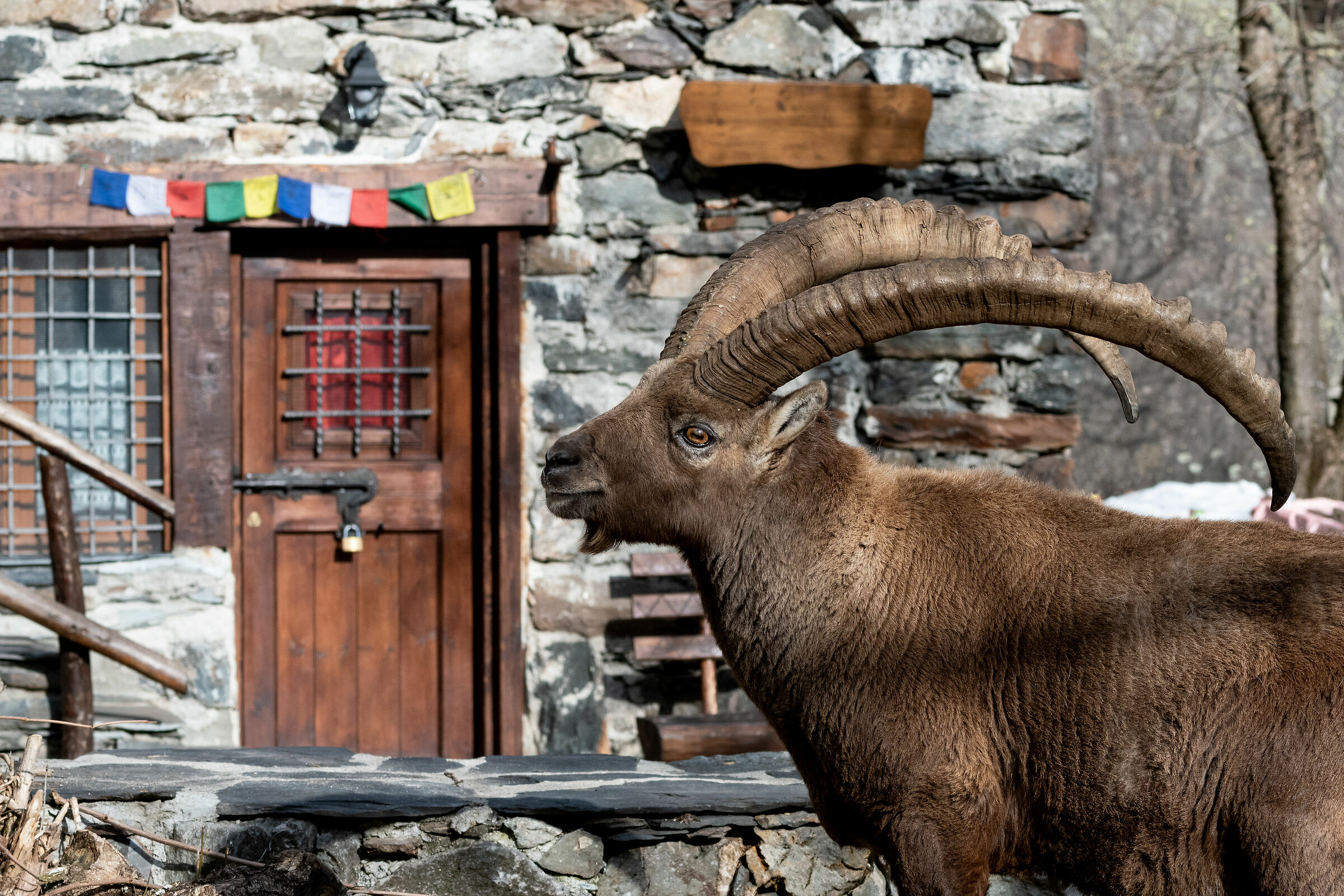 Maslana - The Land of Ibex