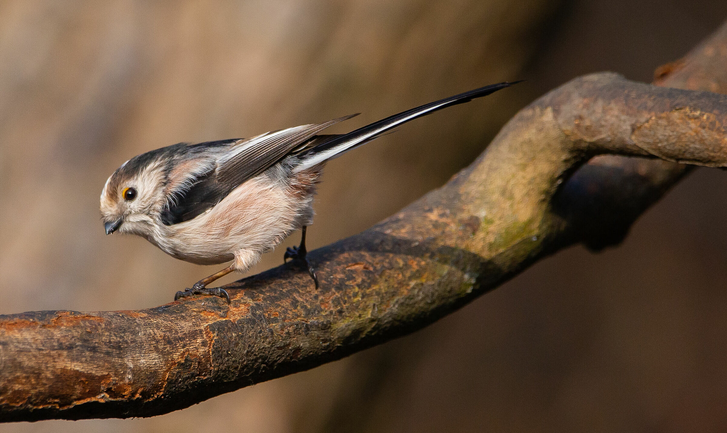 Ho un nome lungo come la coda..