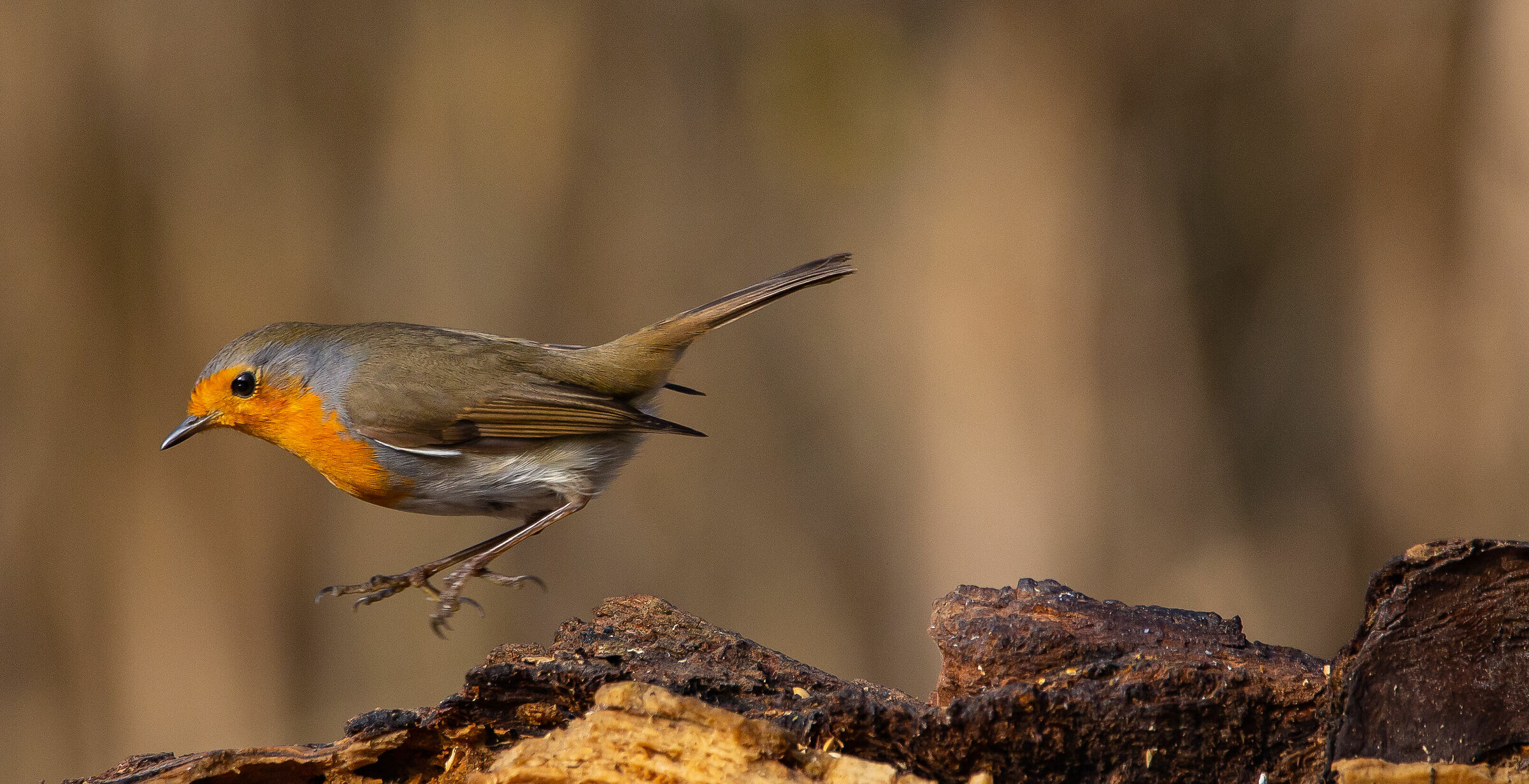 .. to the assaultooo