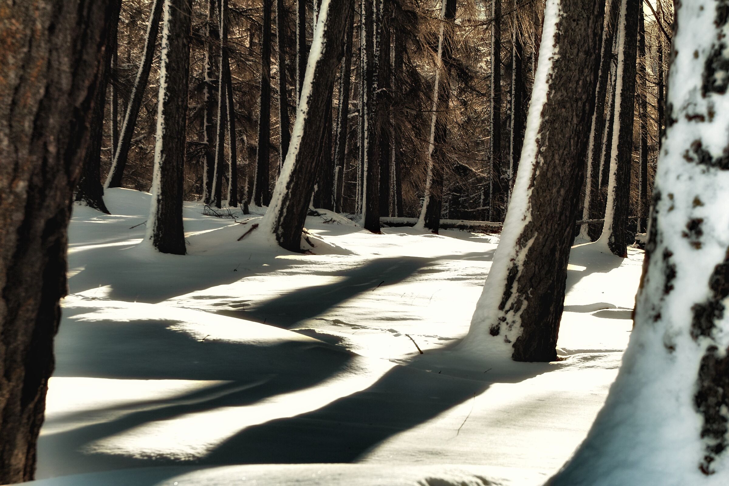 Shadows