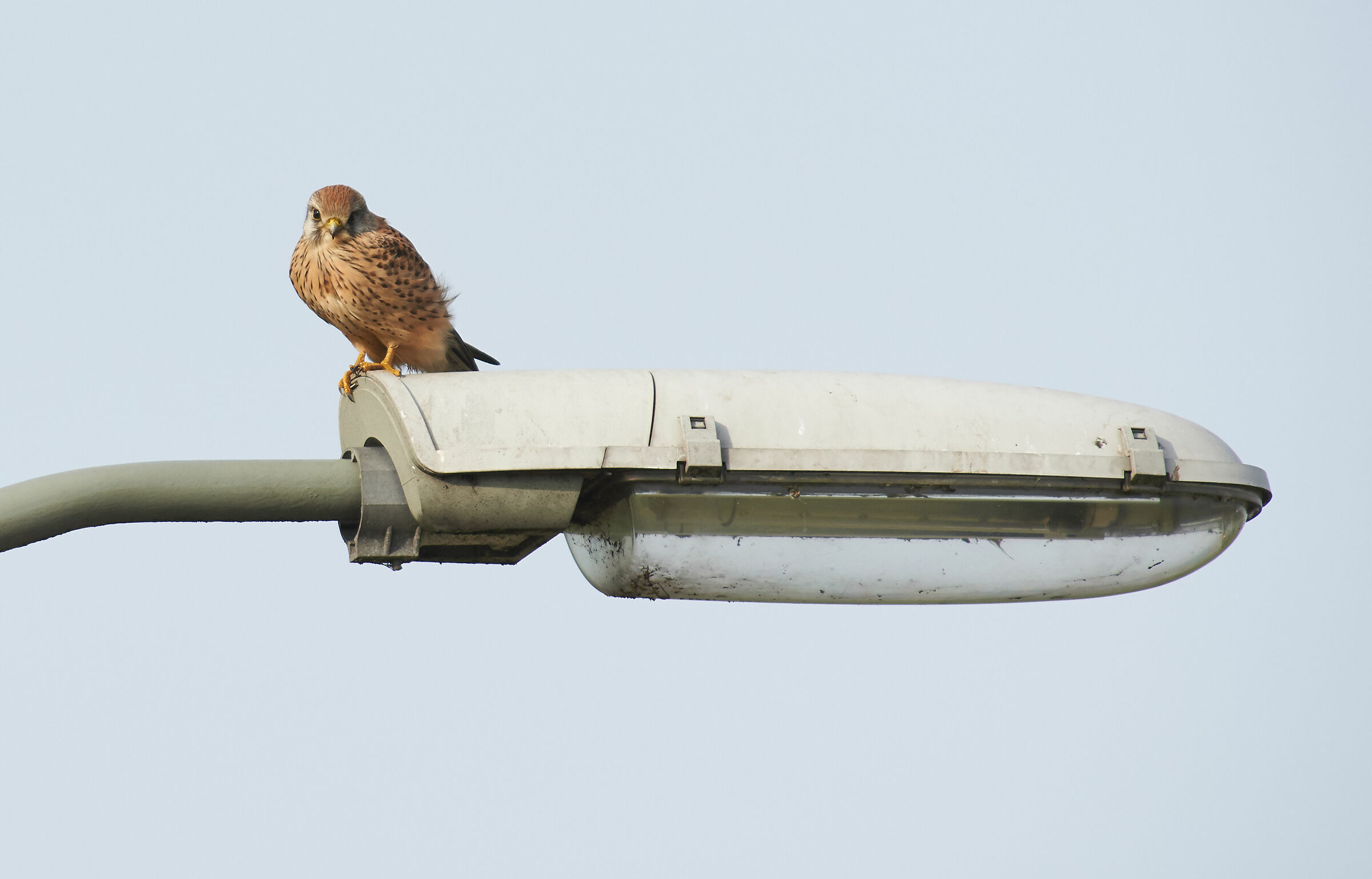 Kestrel europeo