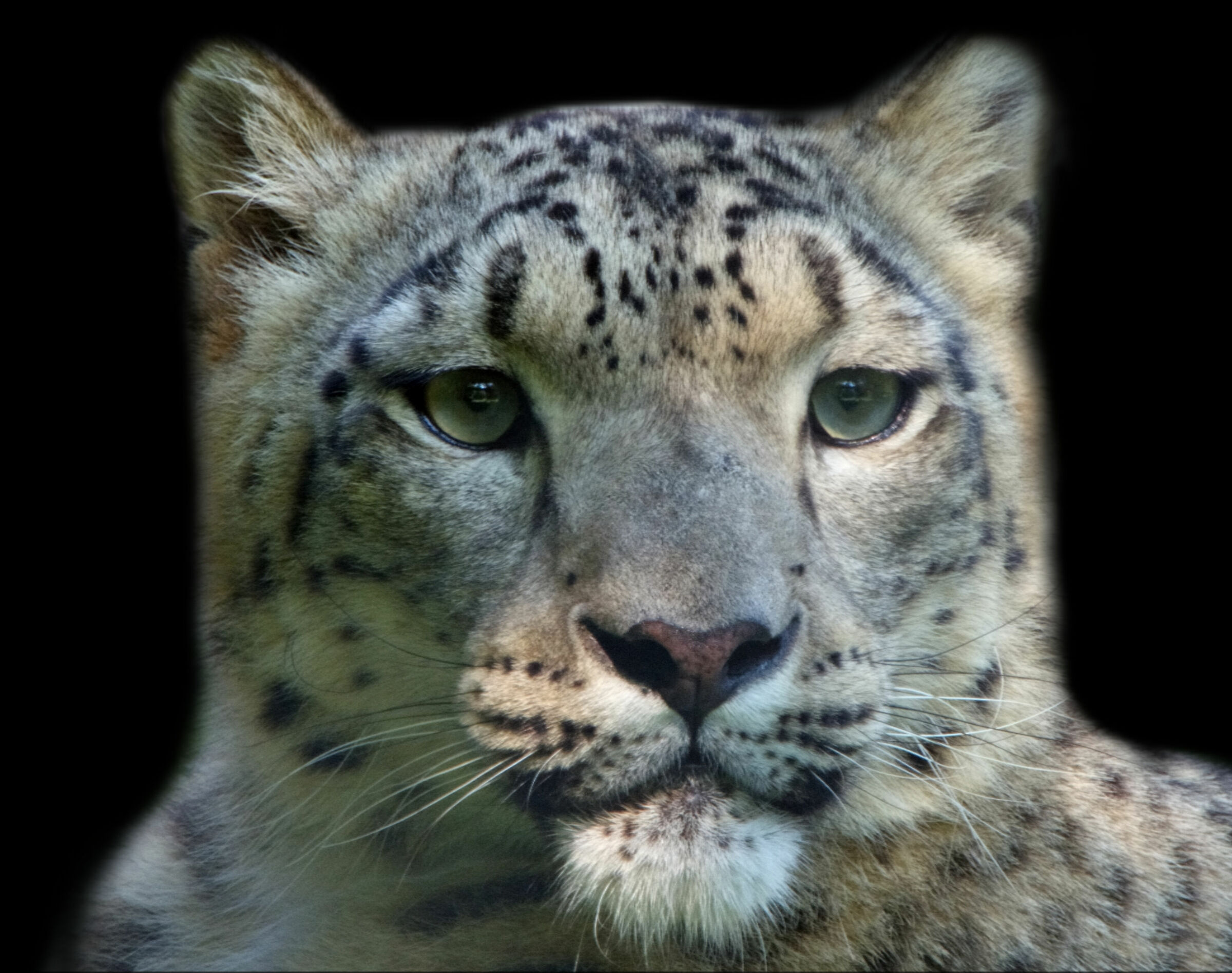 Leopardo delle nevi PP