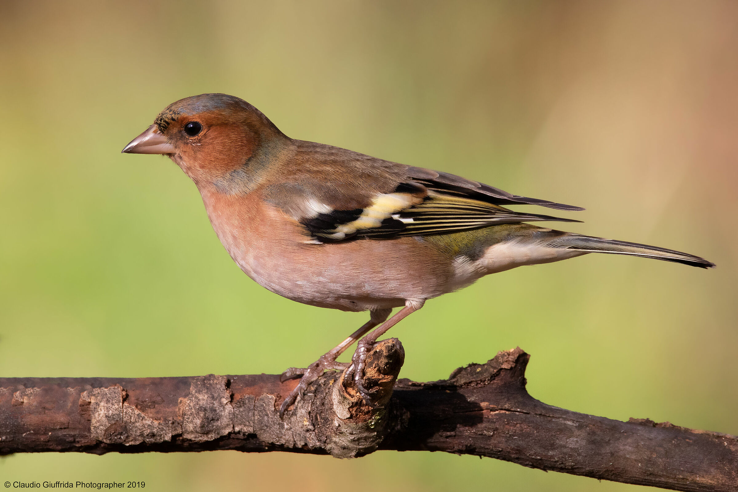 Fringilla coelebs