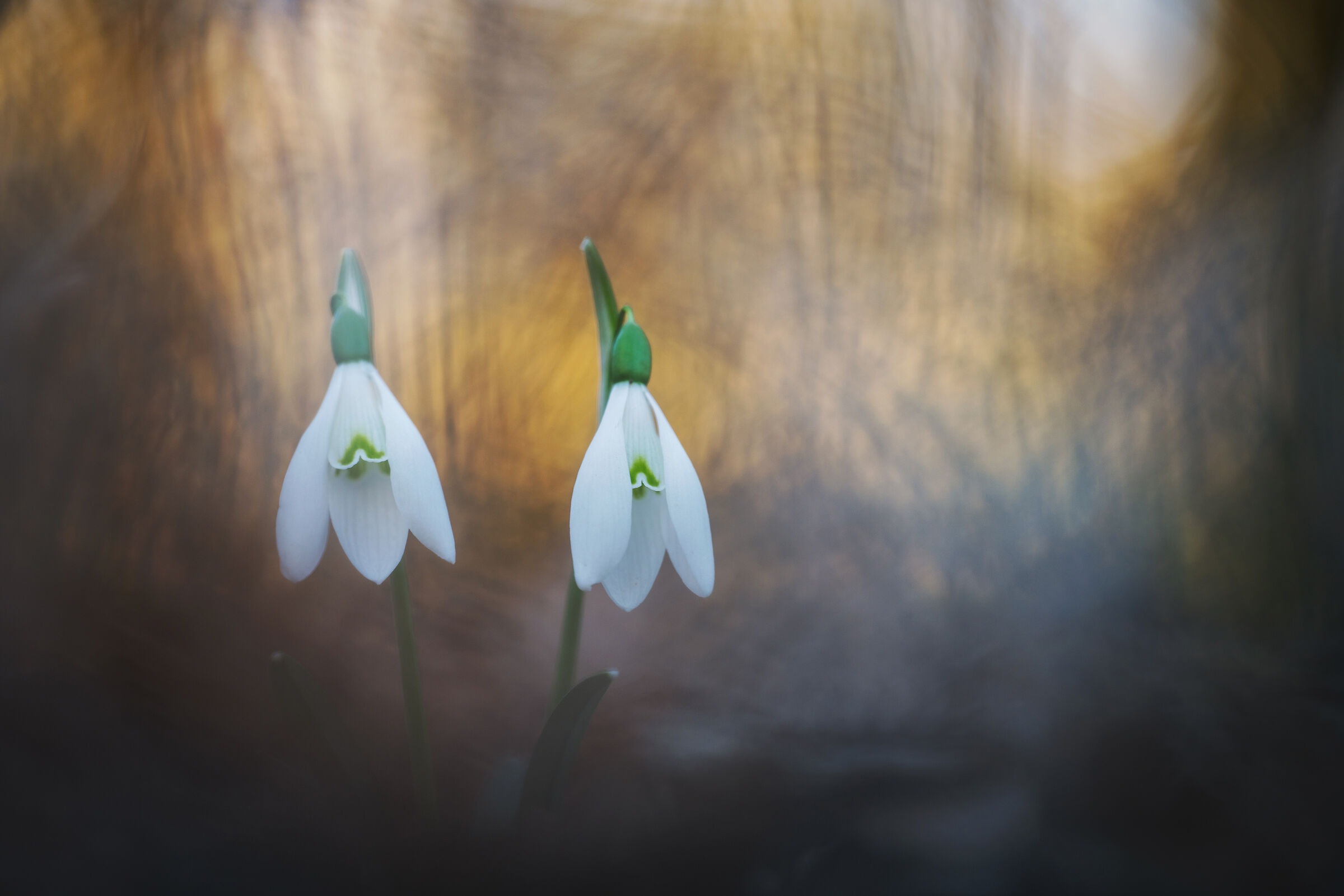 Snowdrops