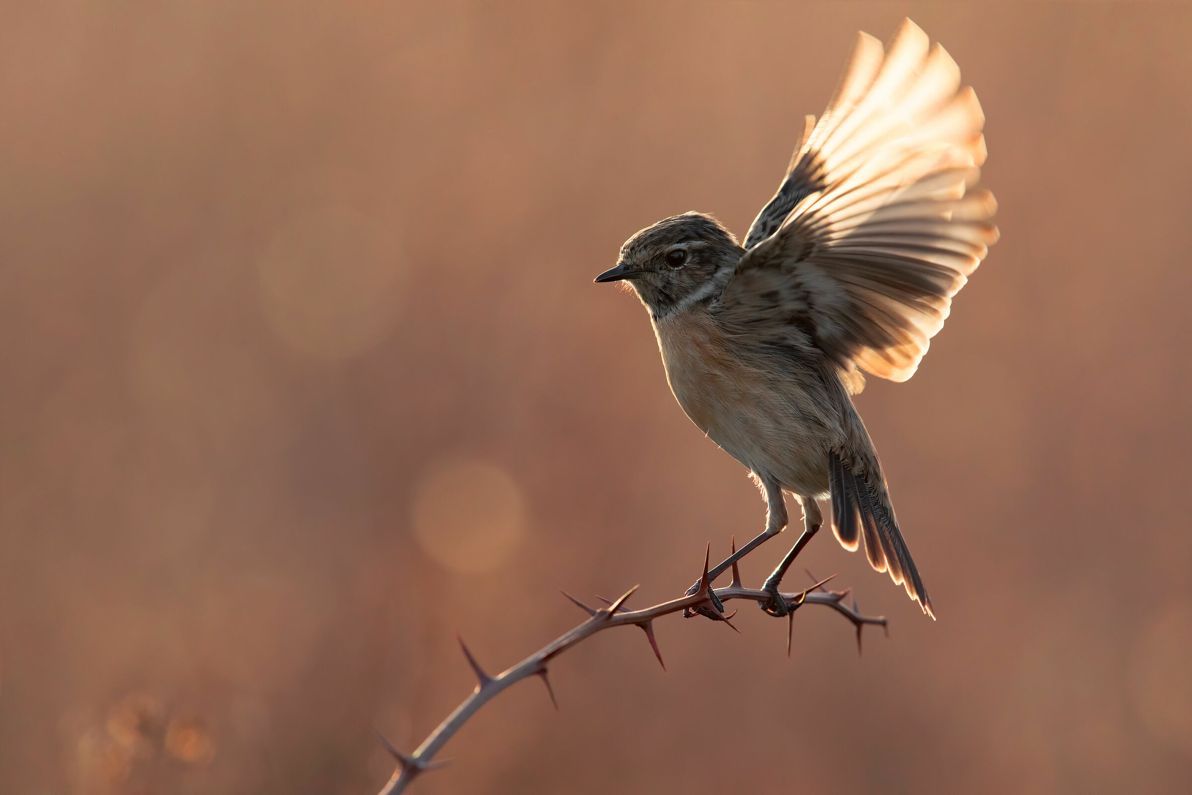 Saltimpalo Controluce 5K