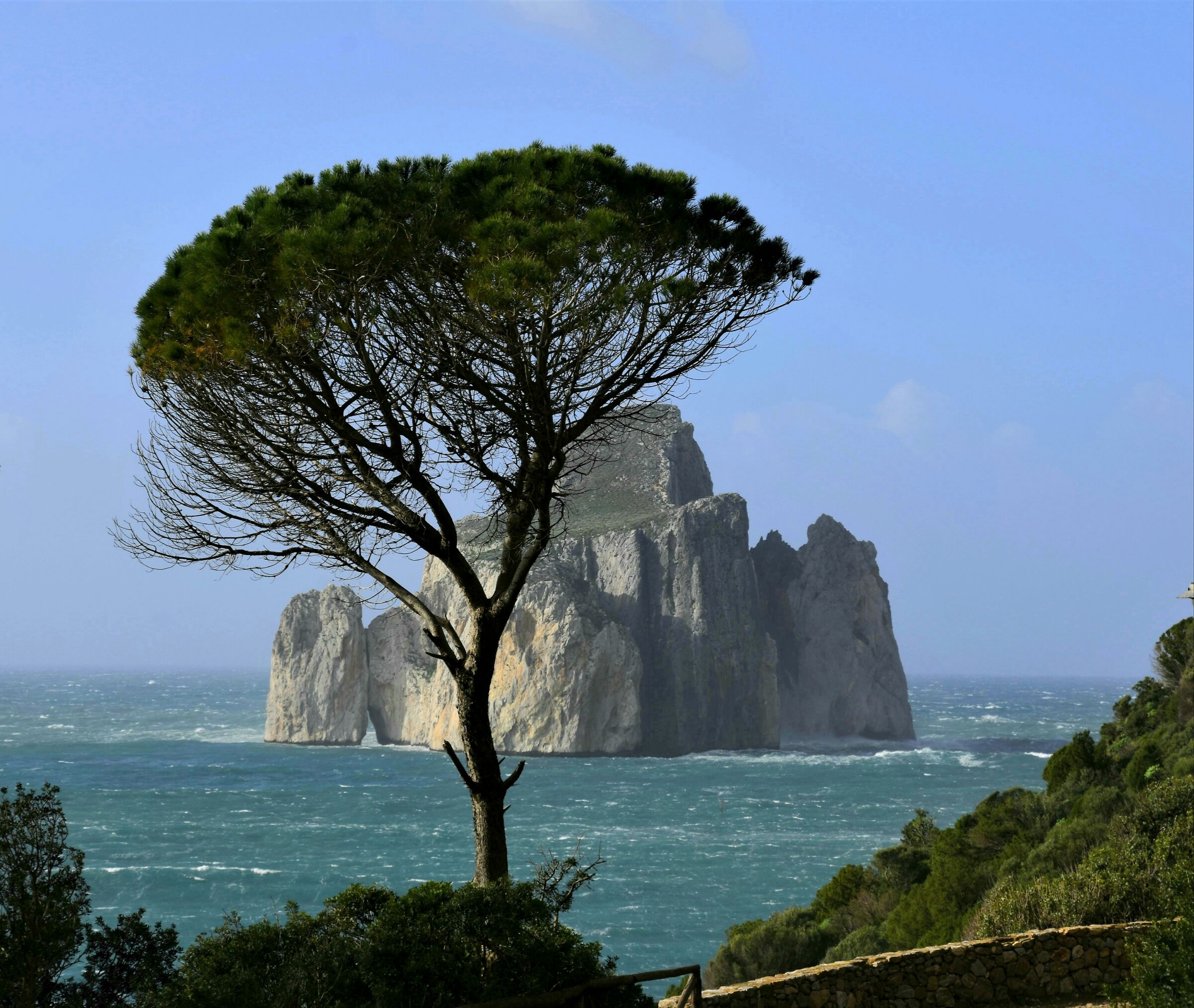 un albero e uno scoglio