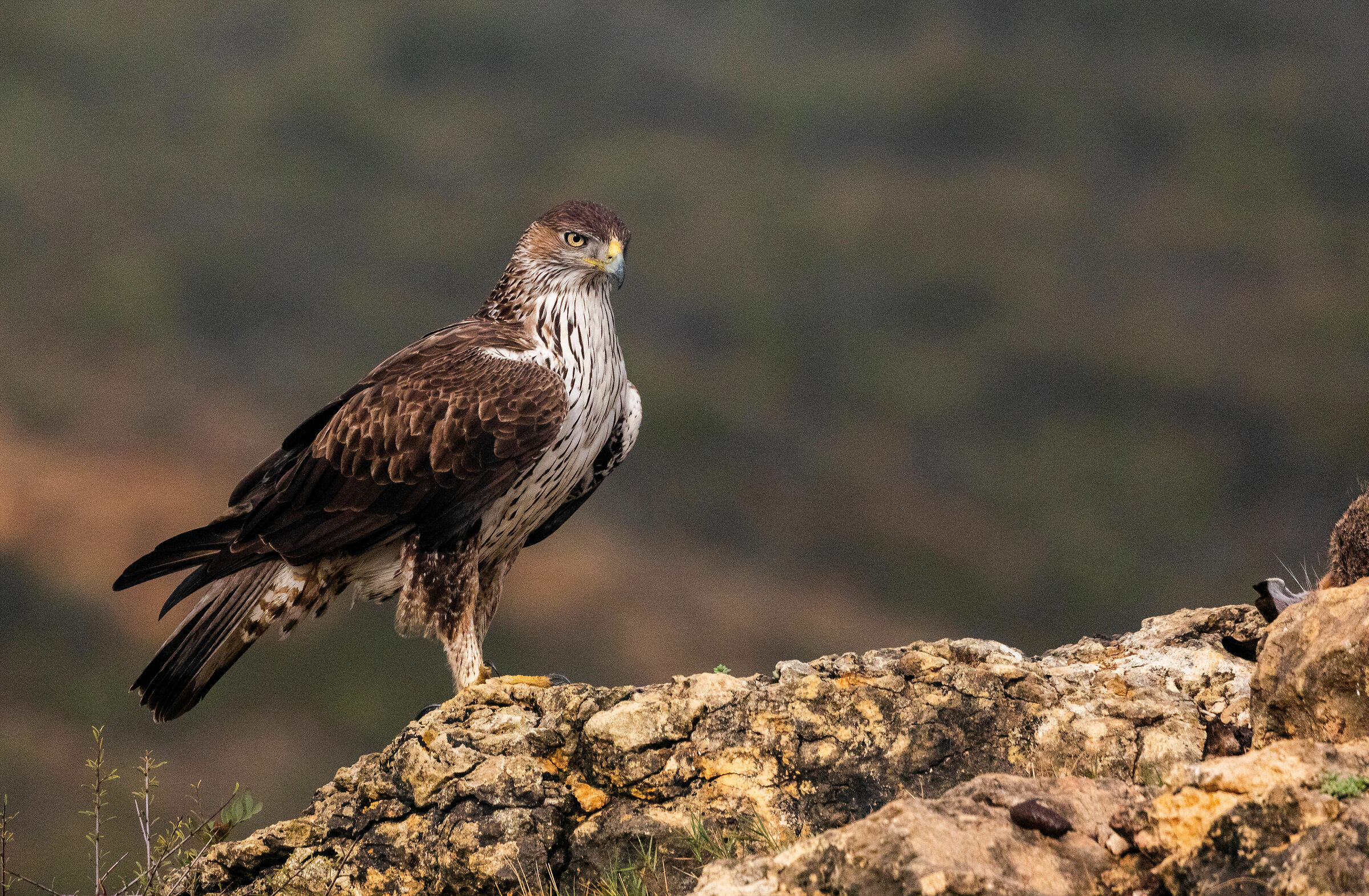 Qua' comando io......