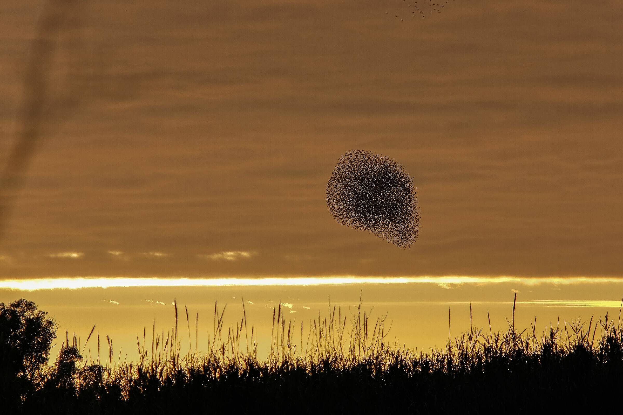 Mi è sembrato di vedere un gheppio...