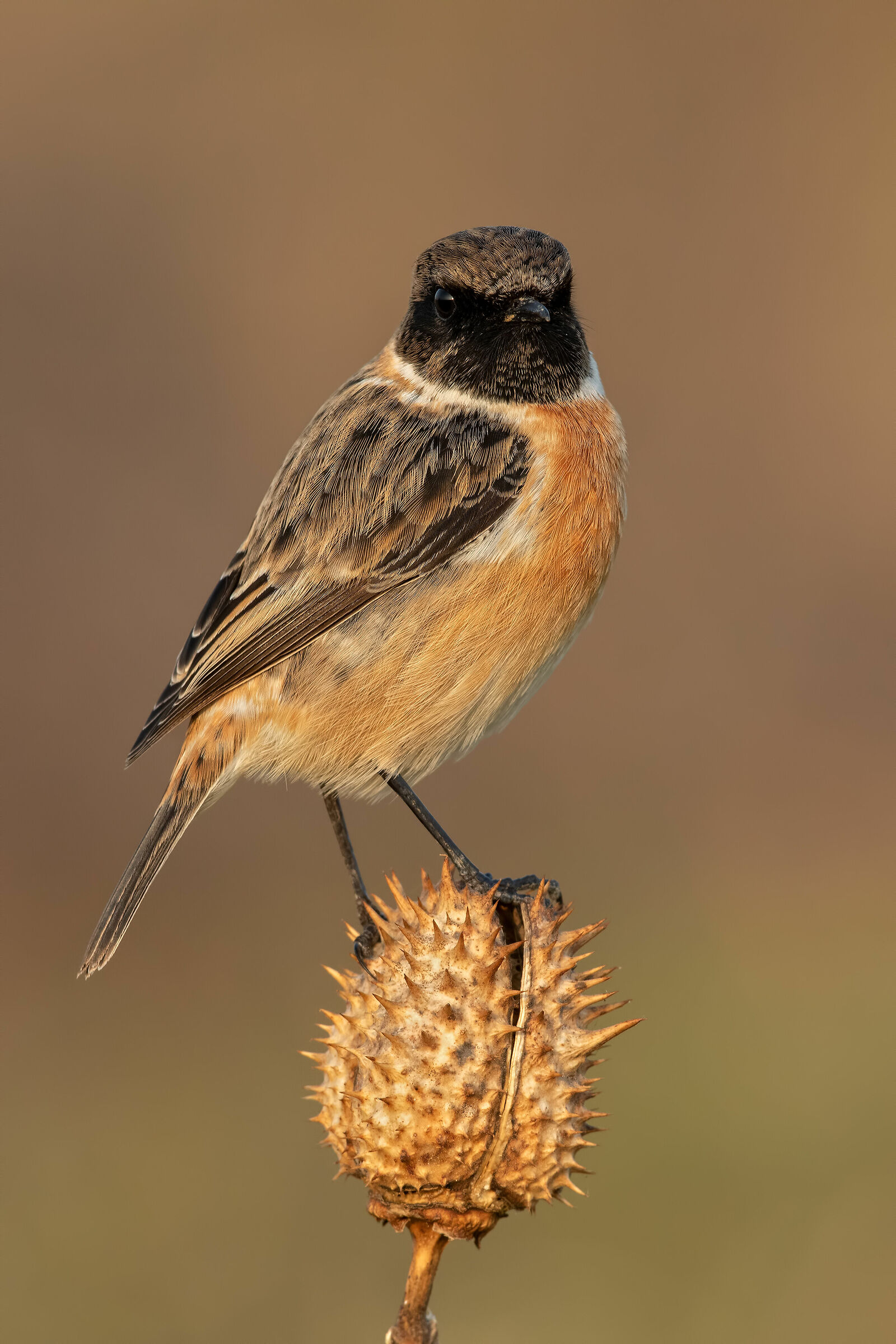 Saltimpalo - European Stonechat