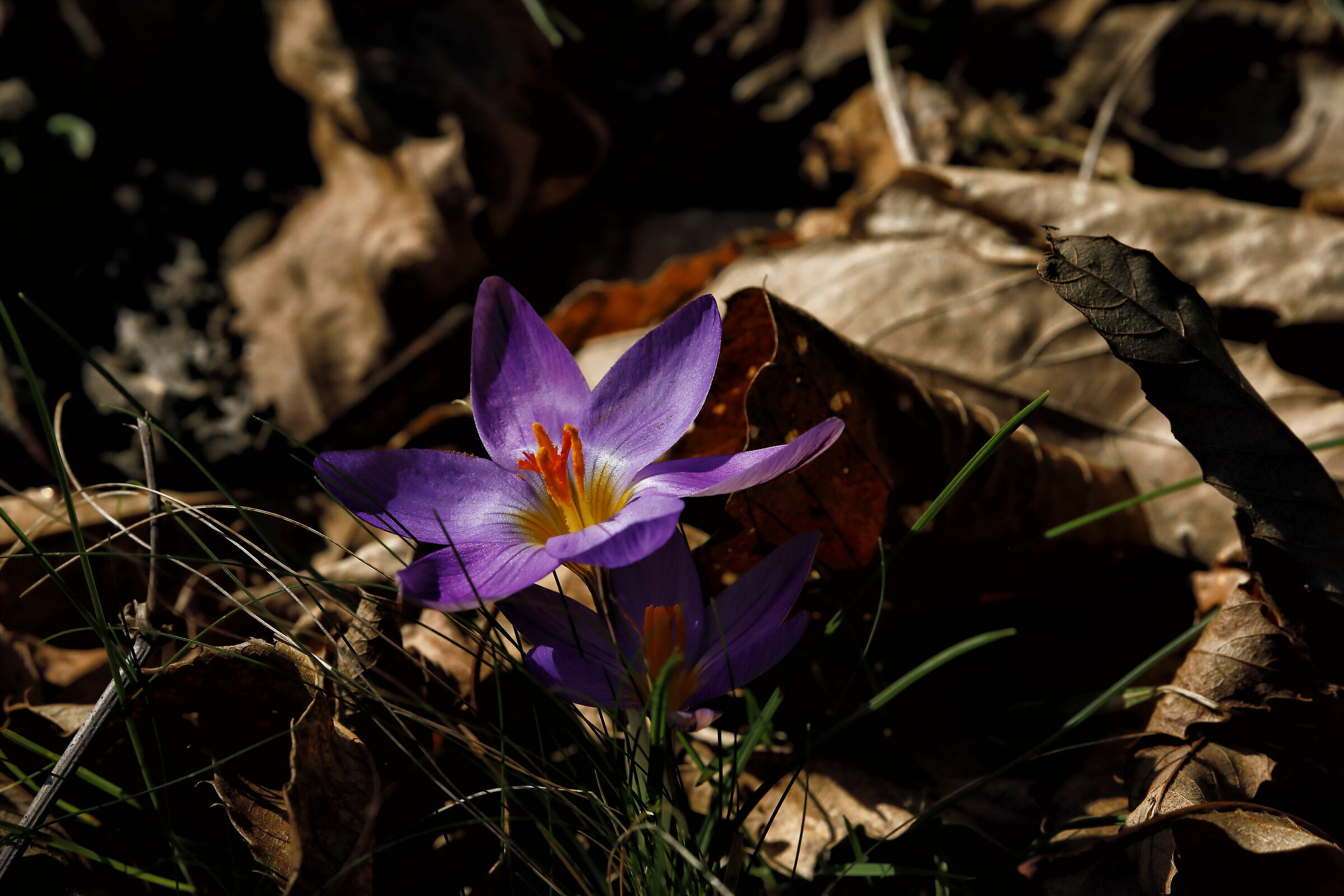 .. and it's already spring