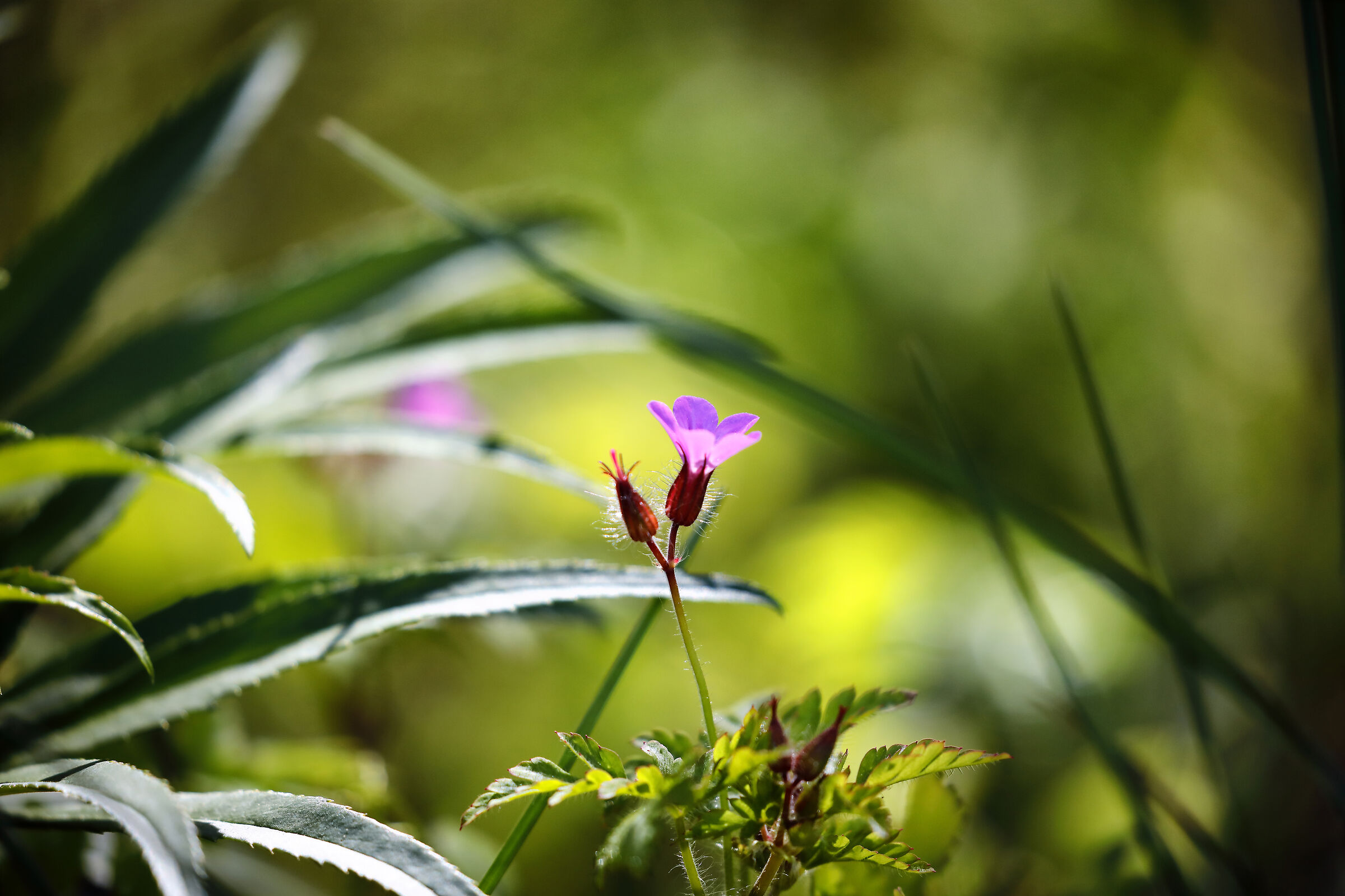 Il respiro del creato