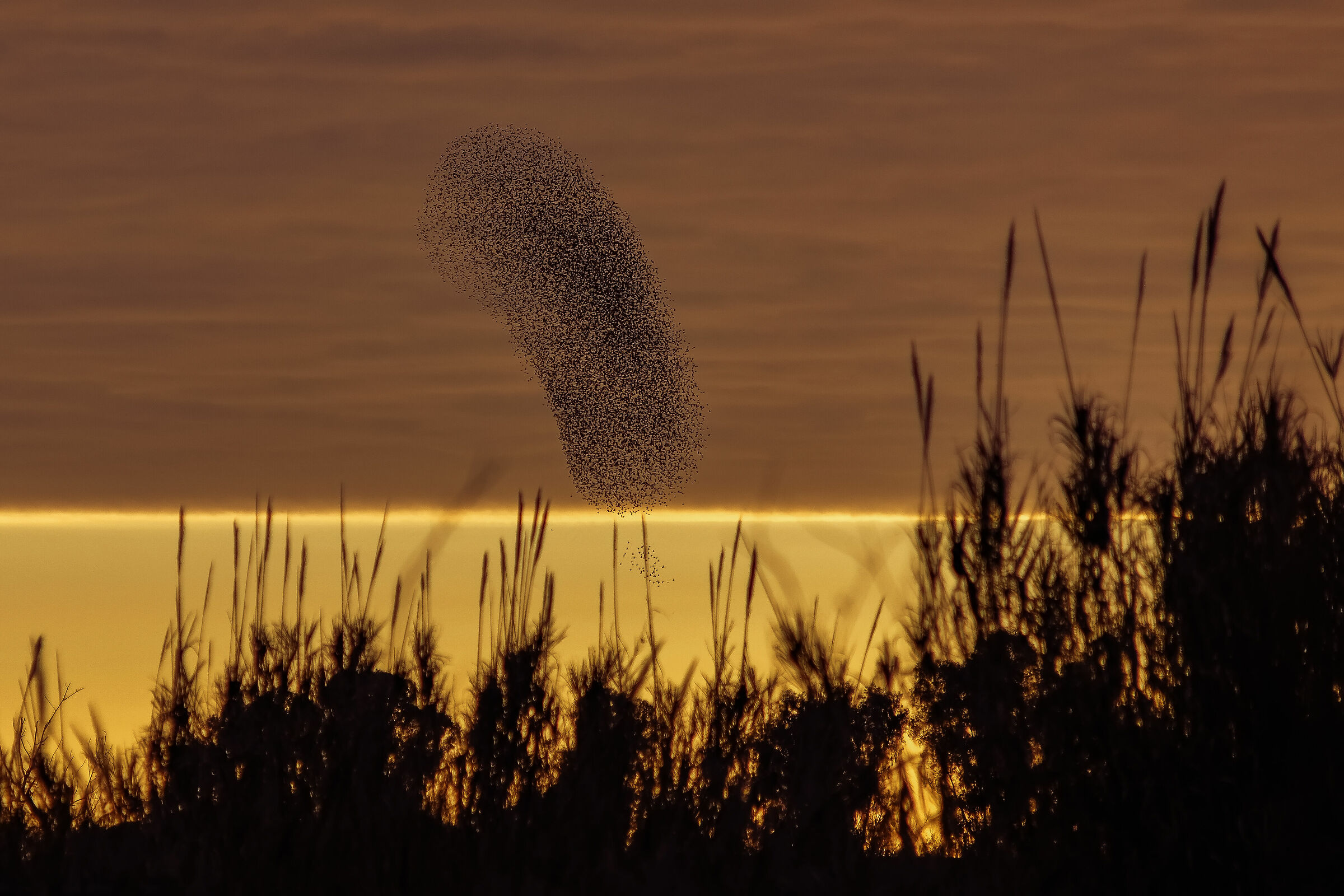 Swamp rush. Steering wheel