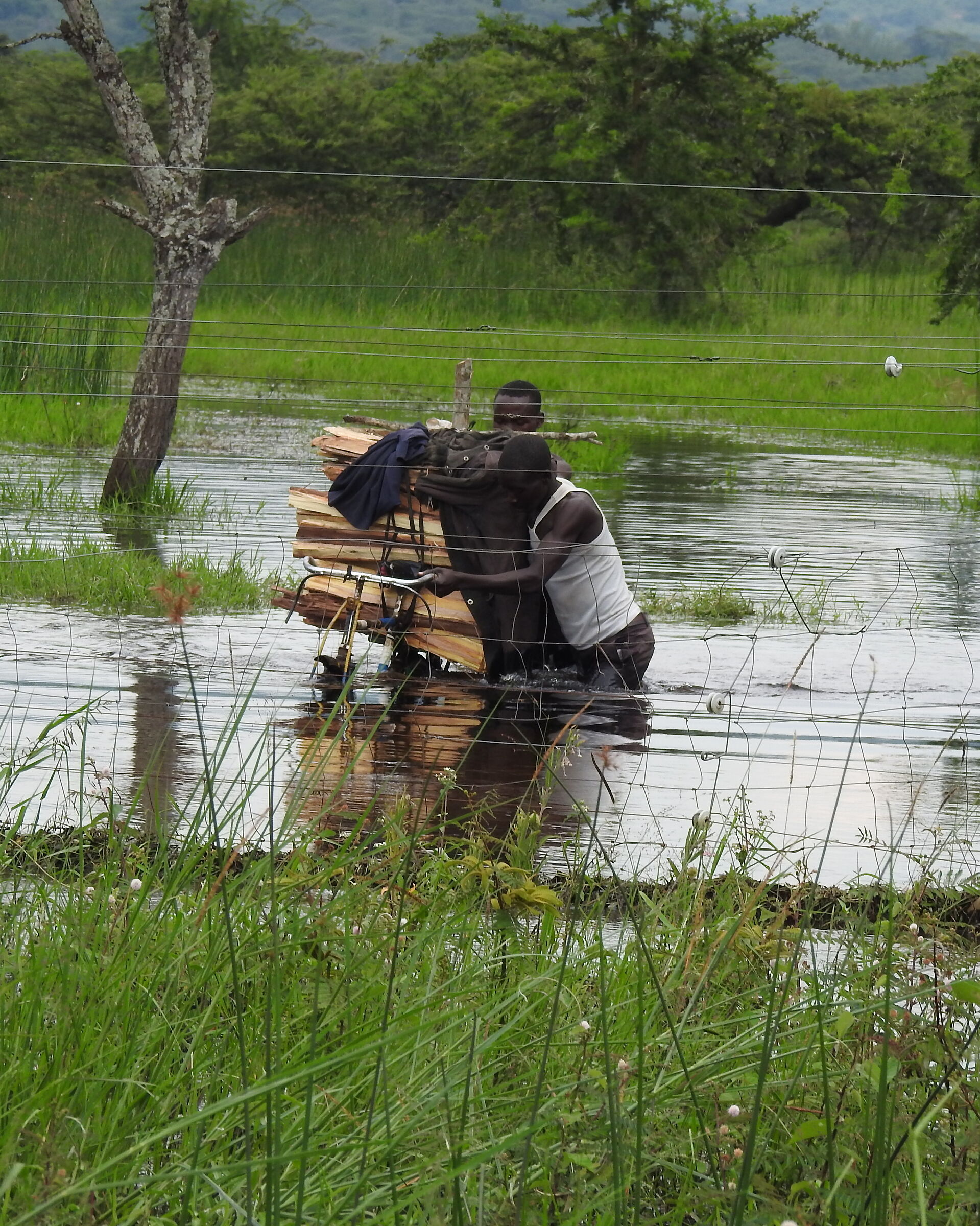 trasporto legna in palude