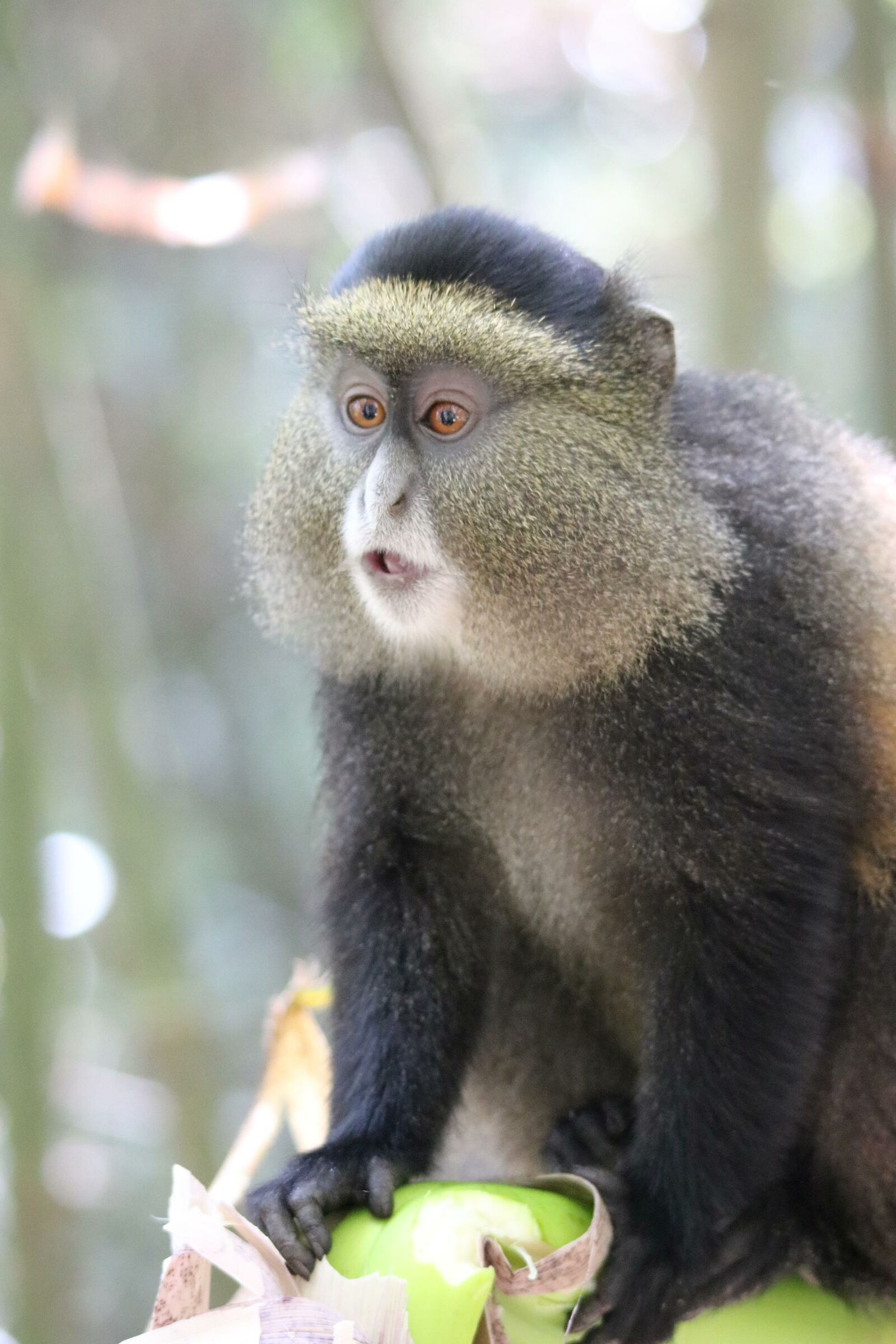 Golden Monkey
