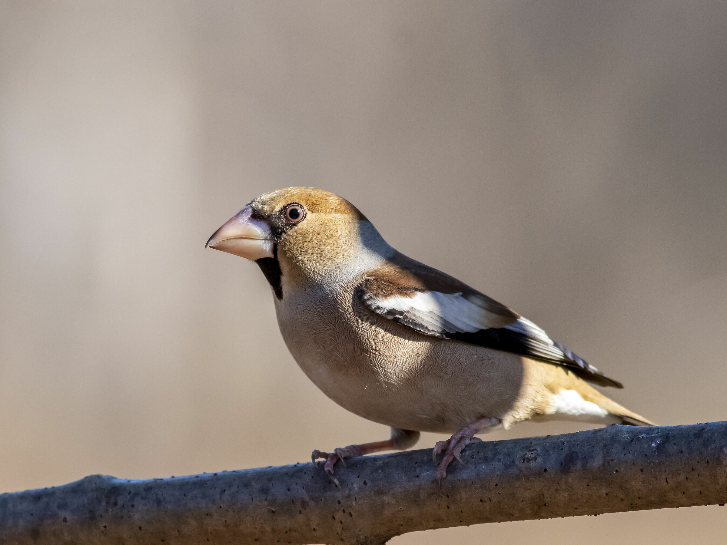 Frosone tra luce e ombra
