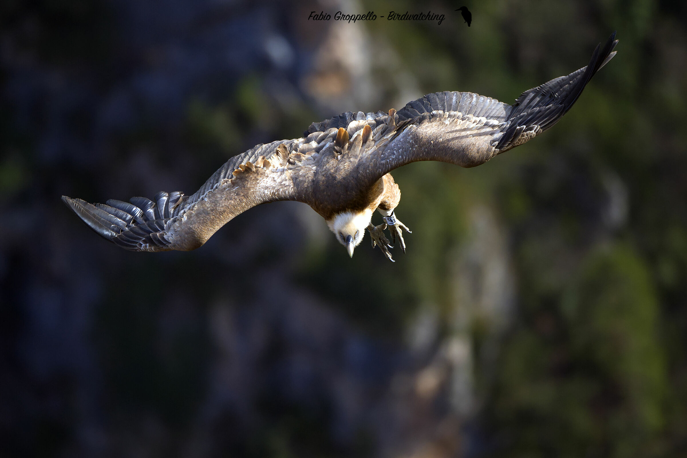 grifone in Atteraggio