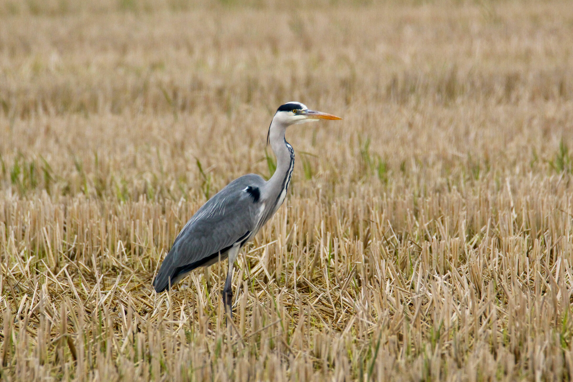Ash heron