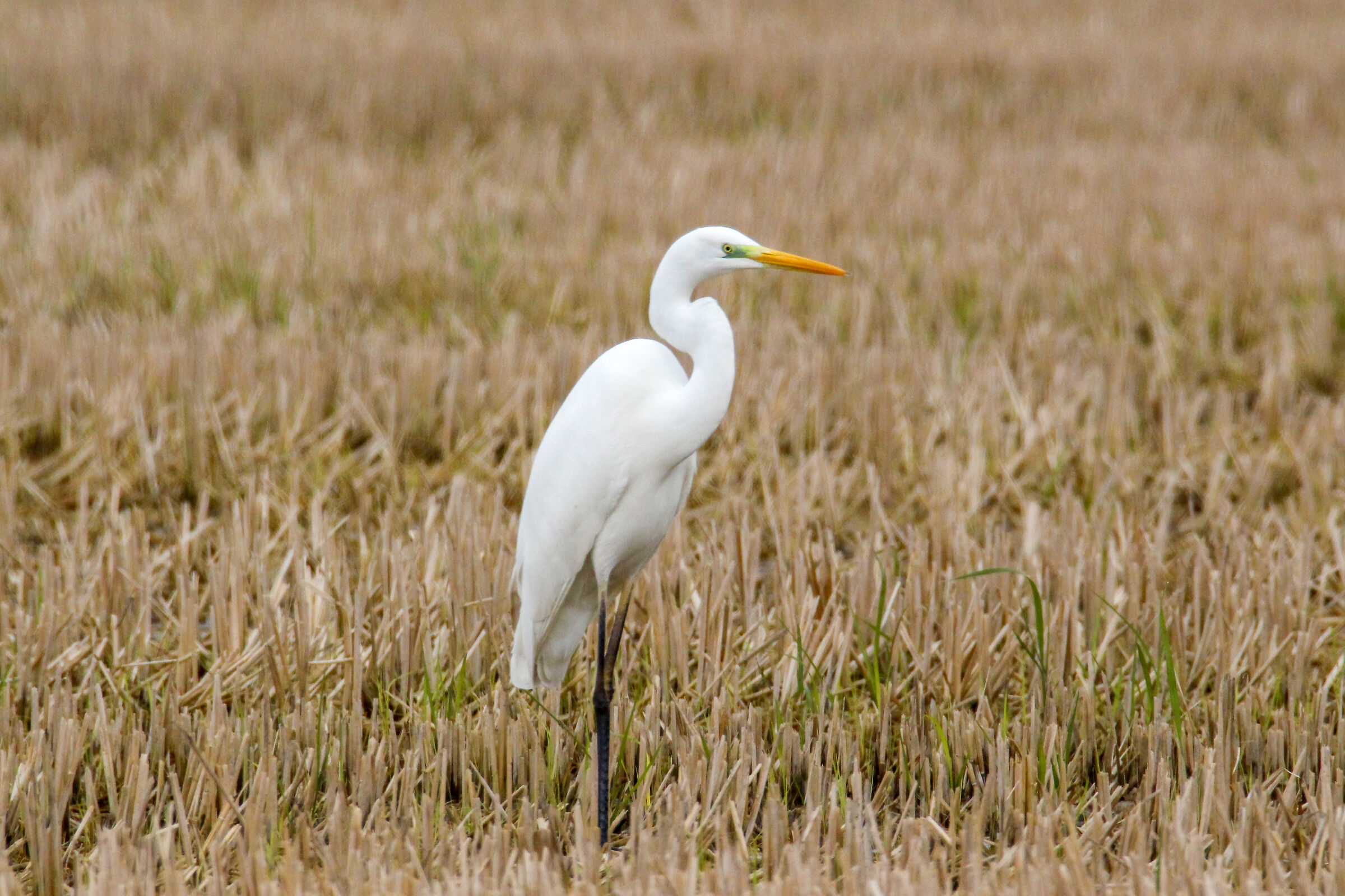Major White Heron