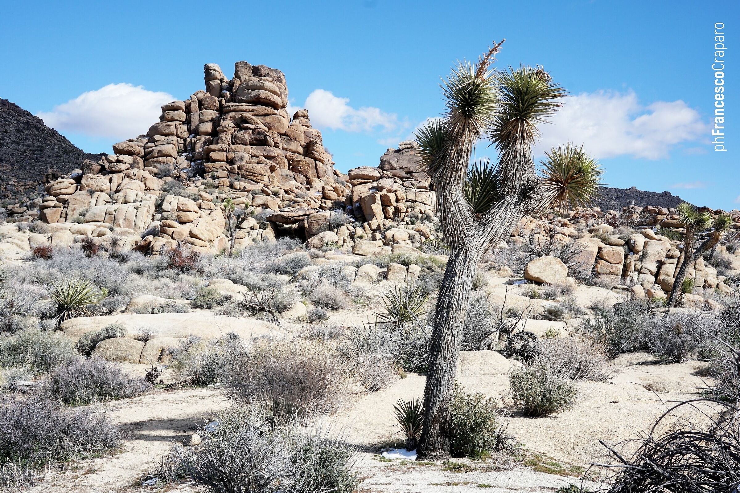 Joshua Tree National Park