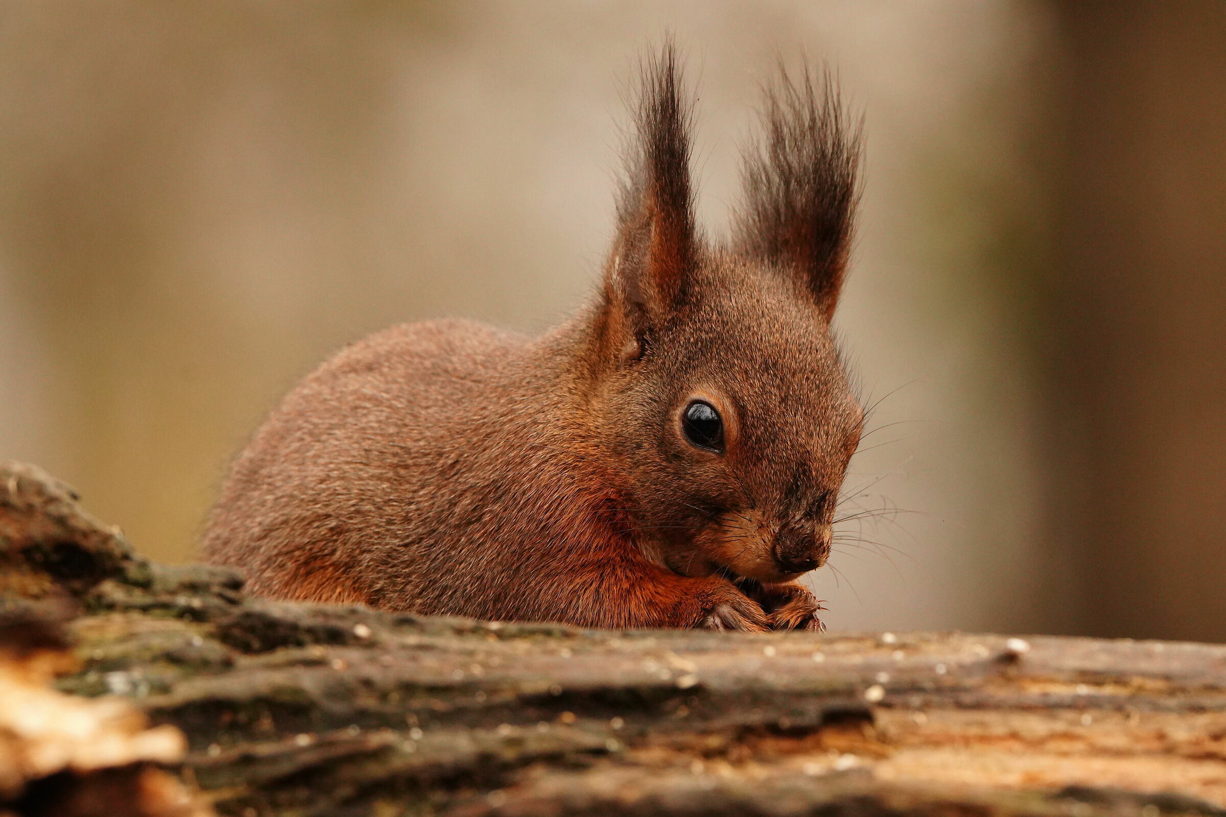 600mm squirrel
