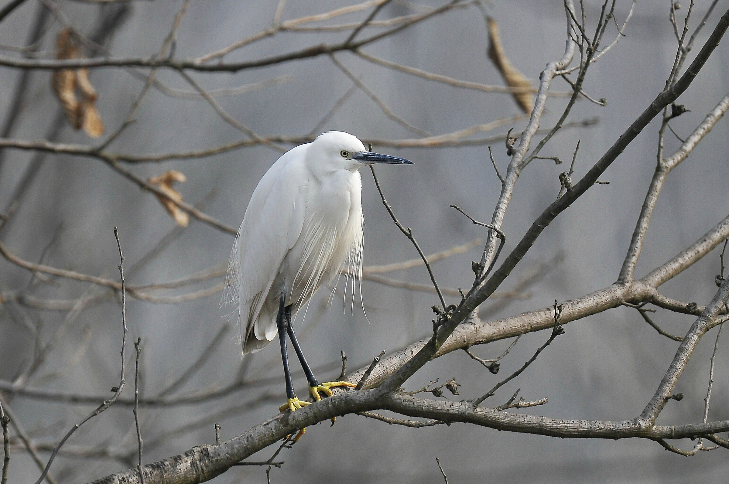Garzetta (Little egret)
