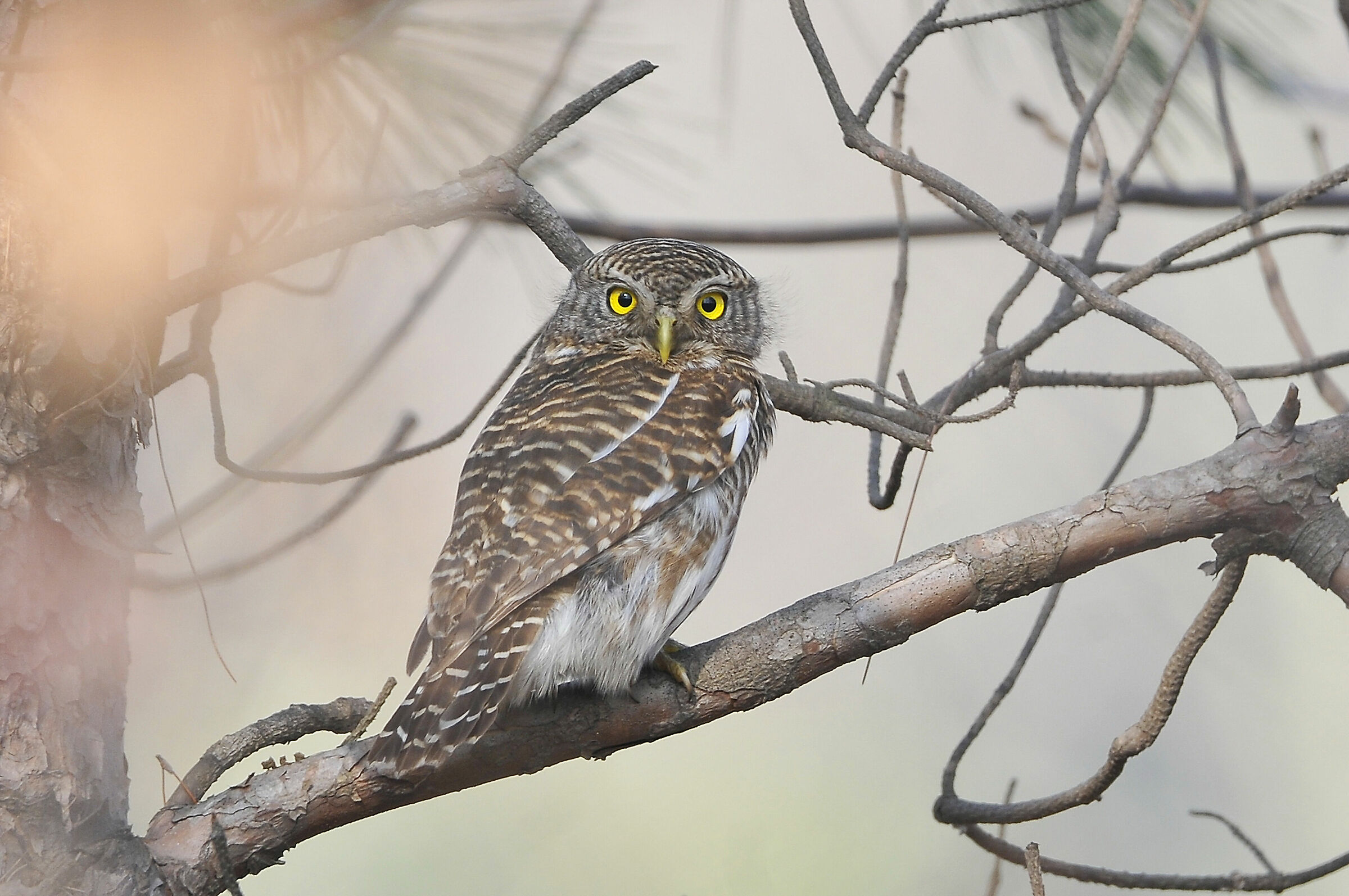 Barred owlet