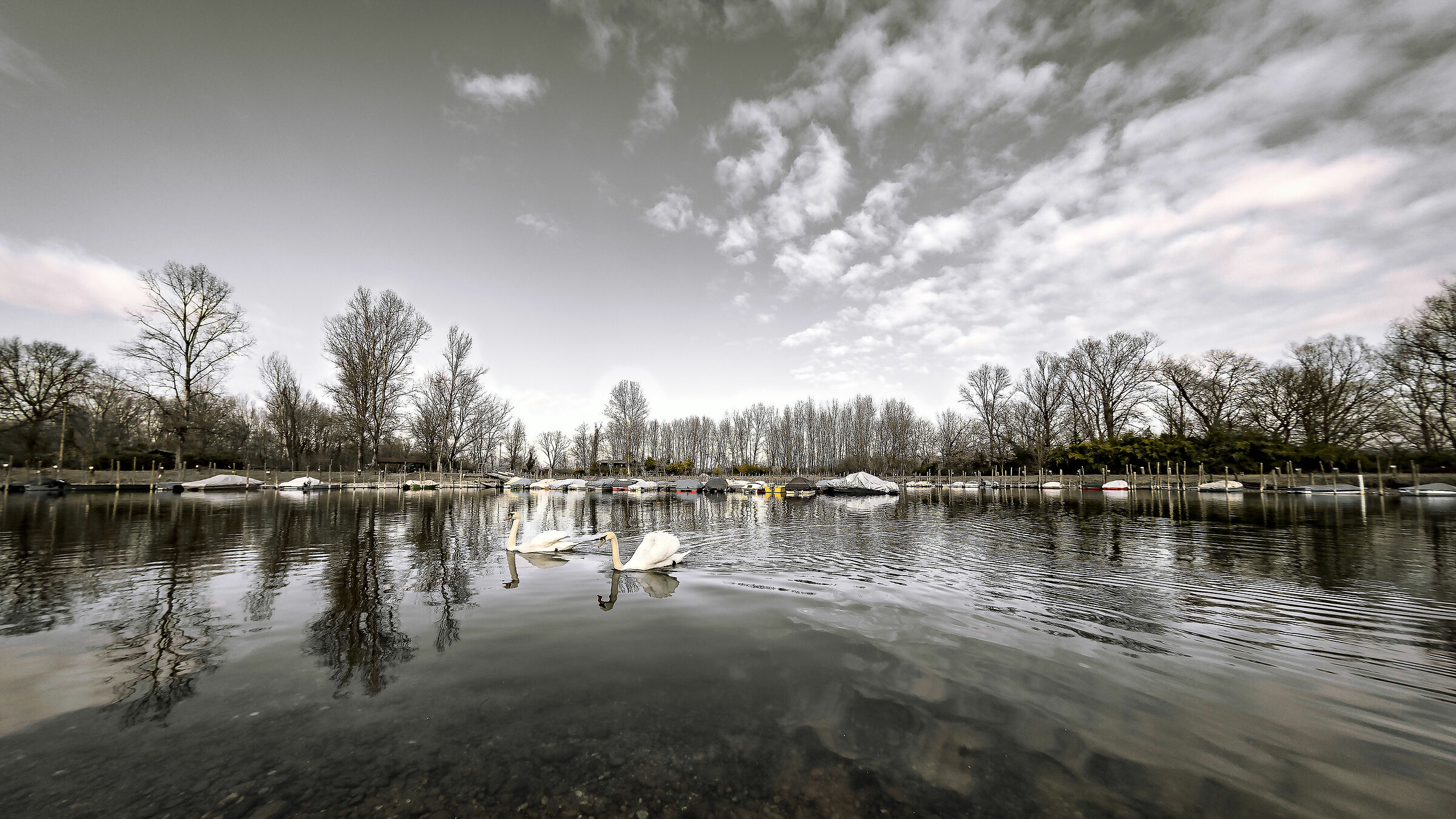 White,Black and Colors