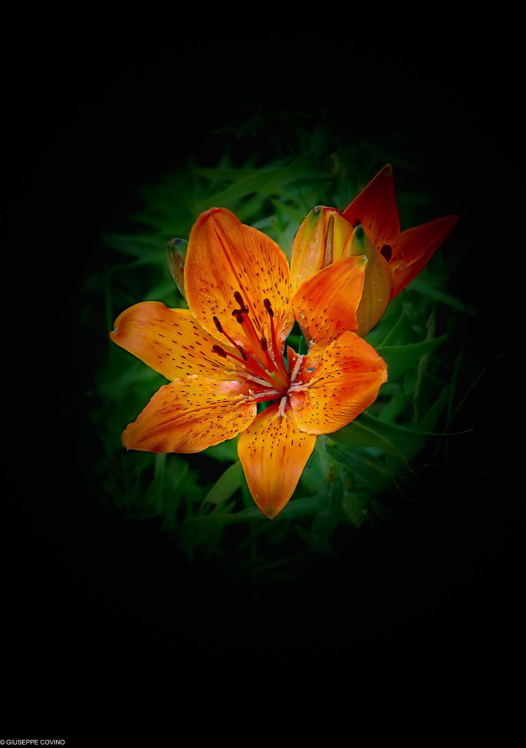 Mountain lily