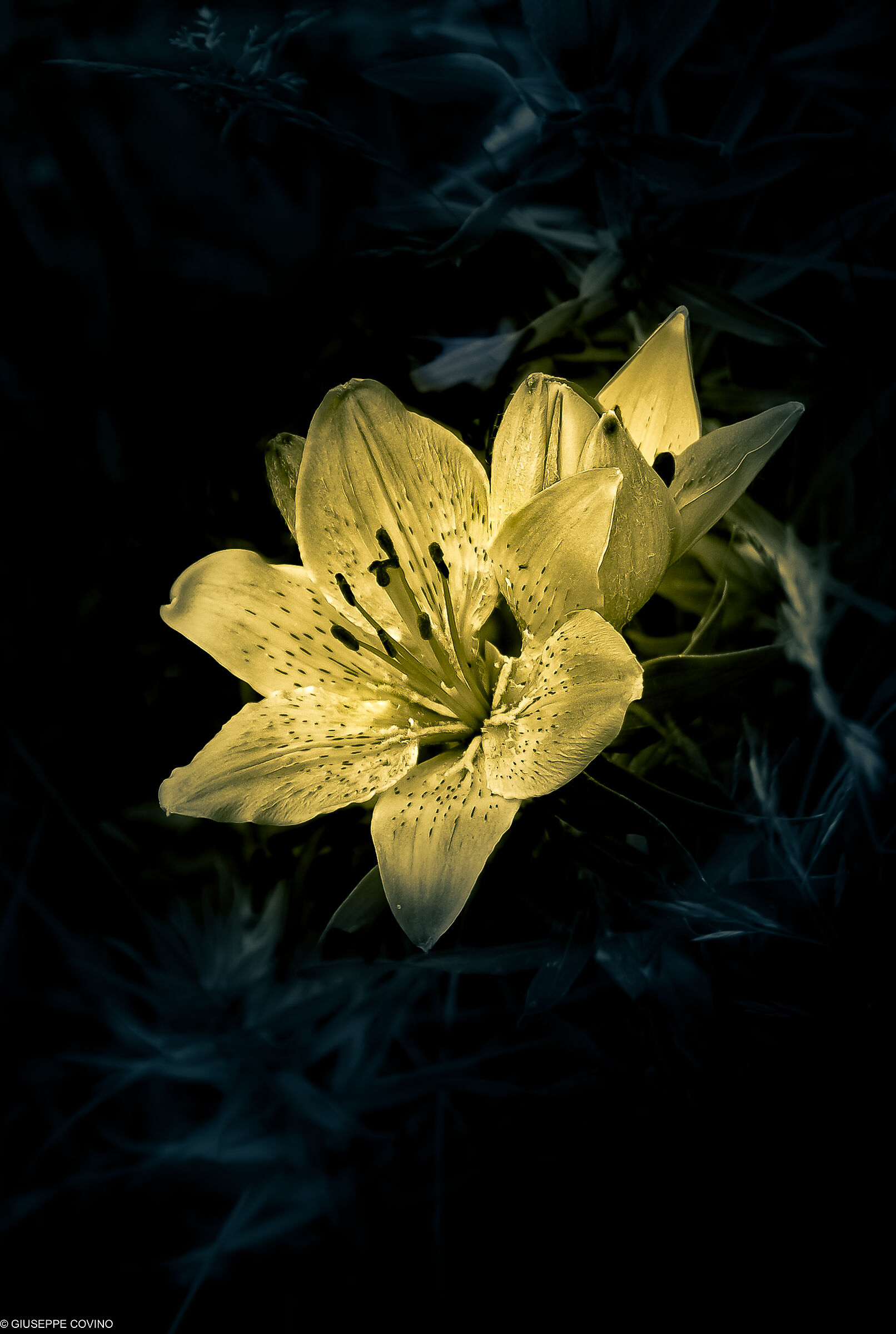 Reworked mountain lily