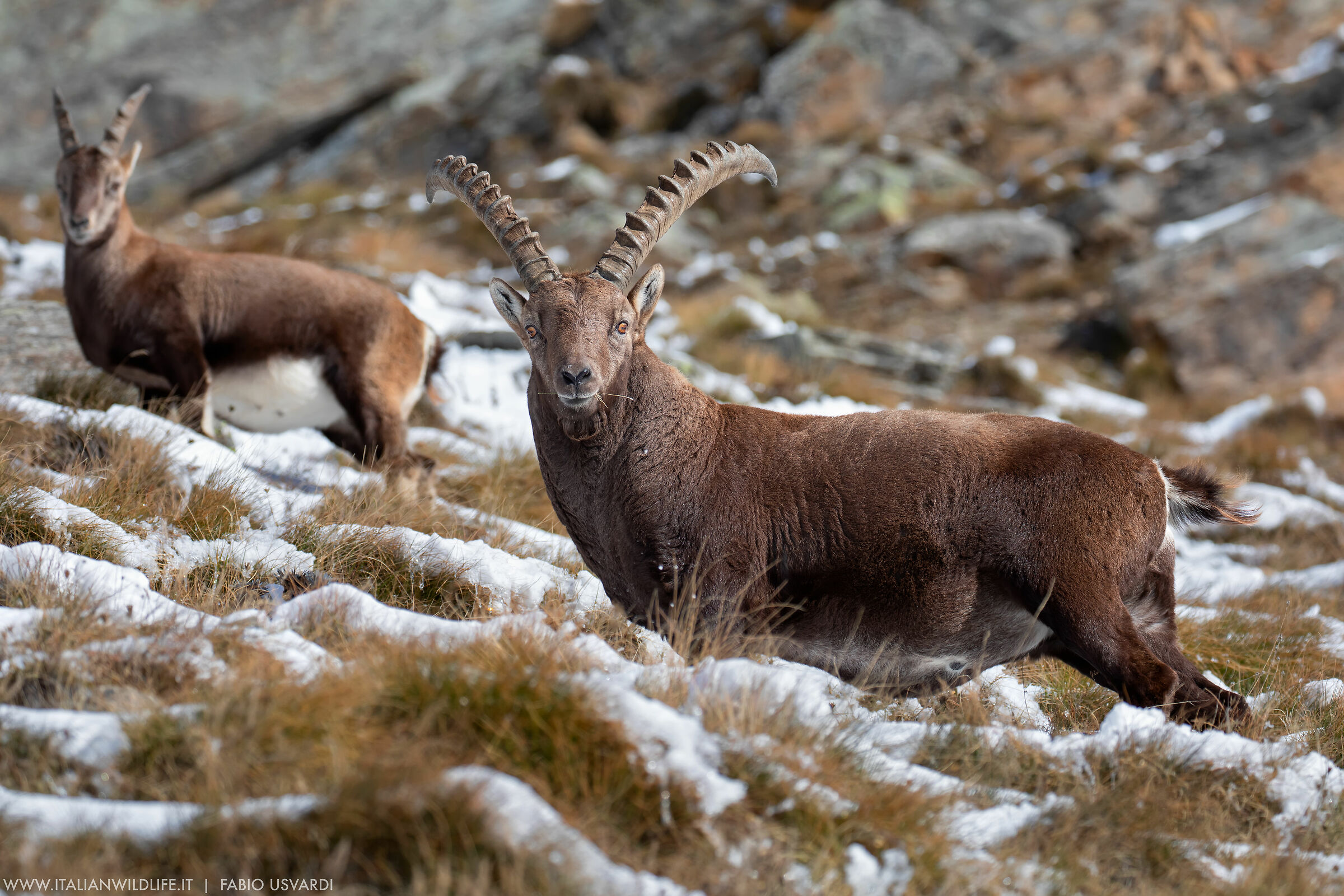 Stambecco (Capra ibex)