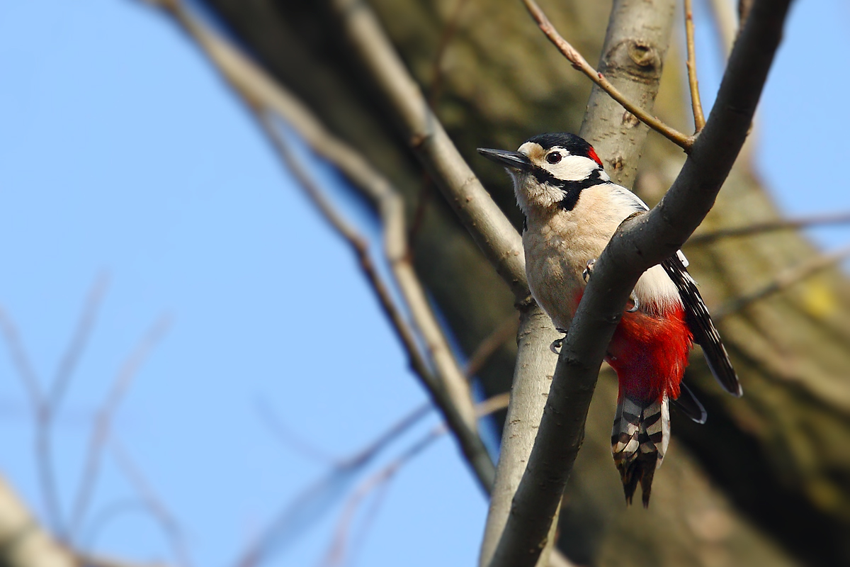 Woodpecker