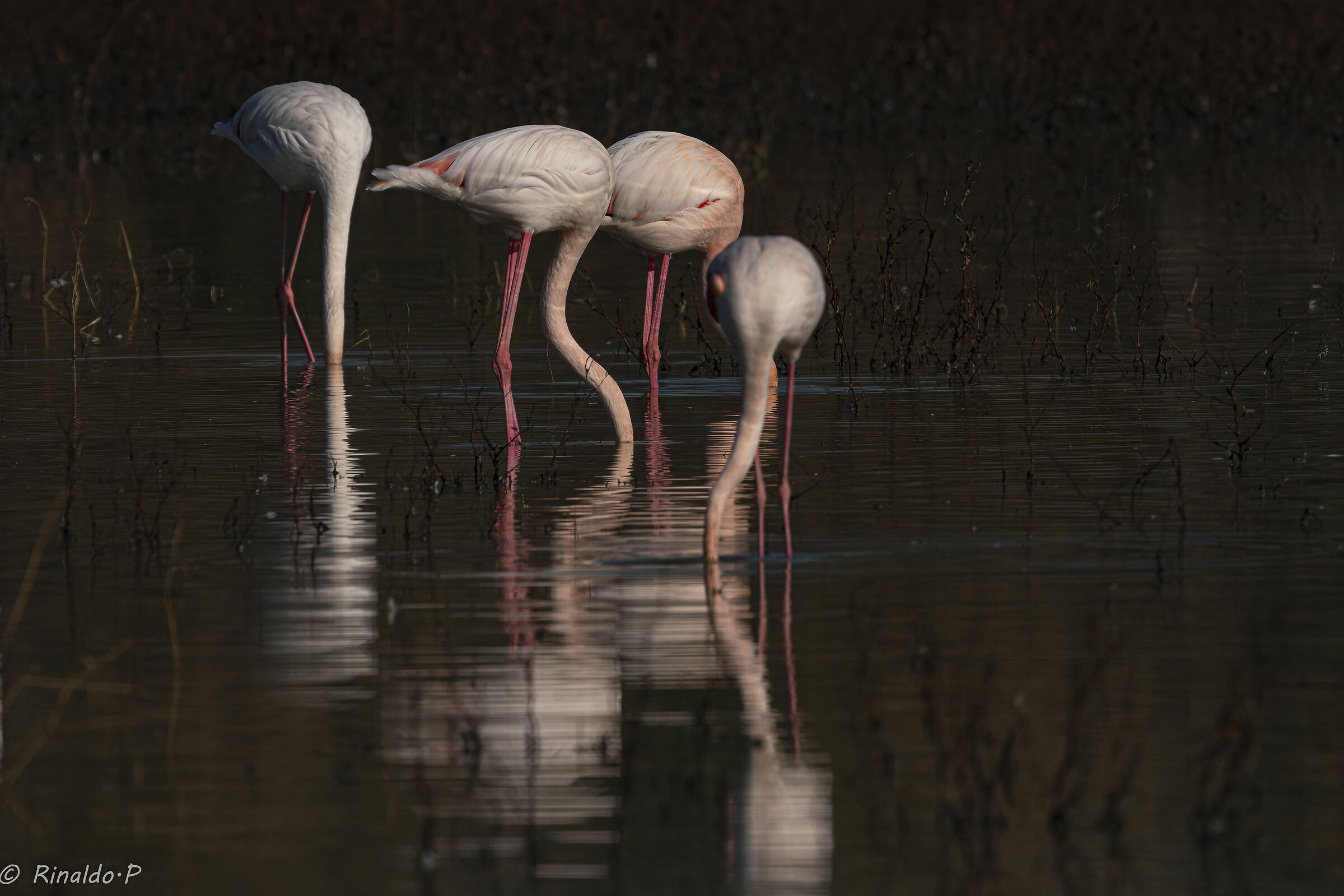 flamingos at sunset