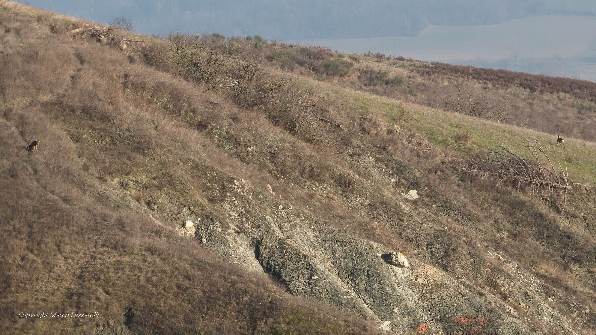 il Lupo e il Capriolo