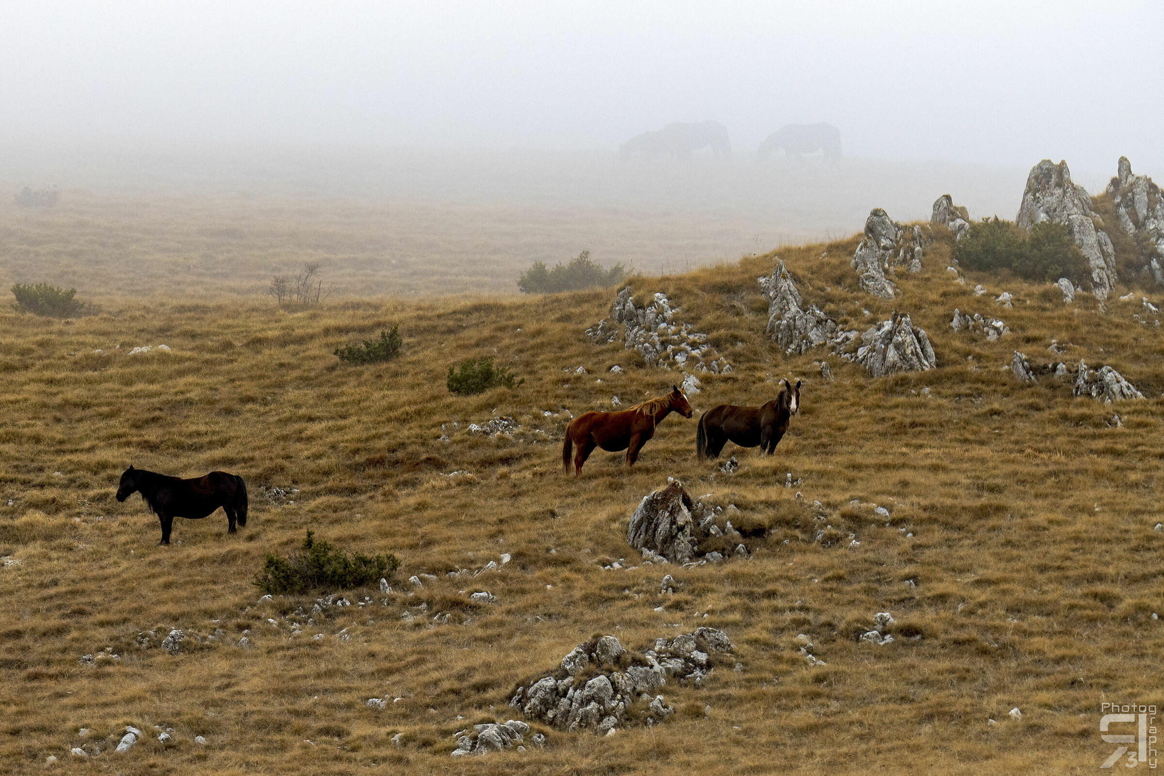 Horses in the Fog