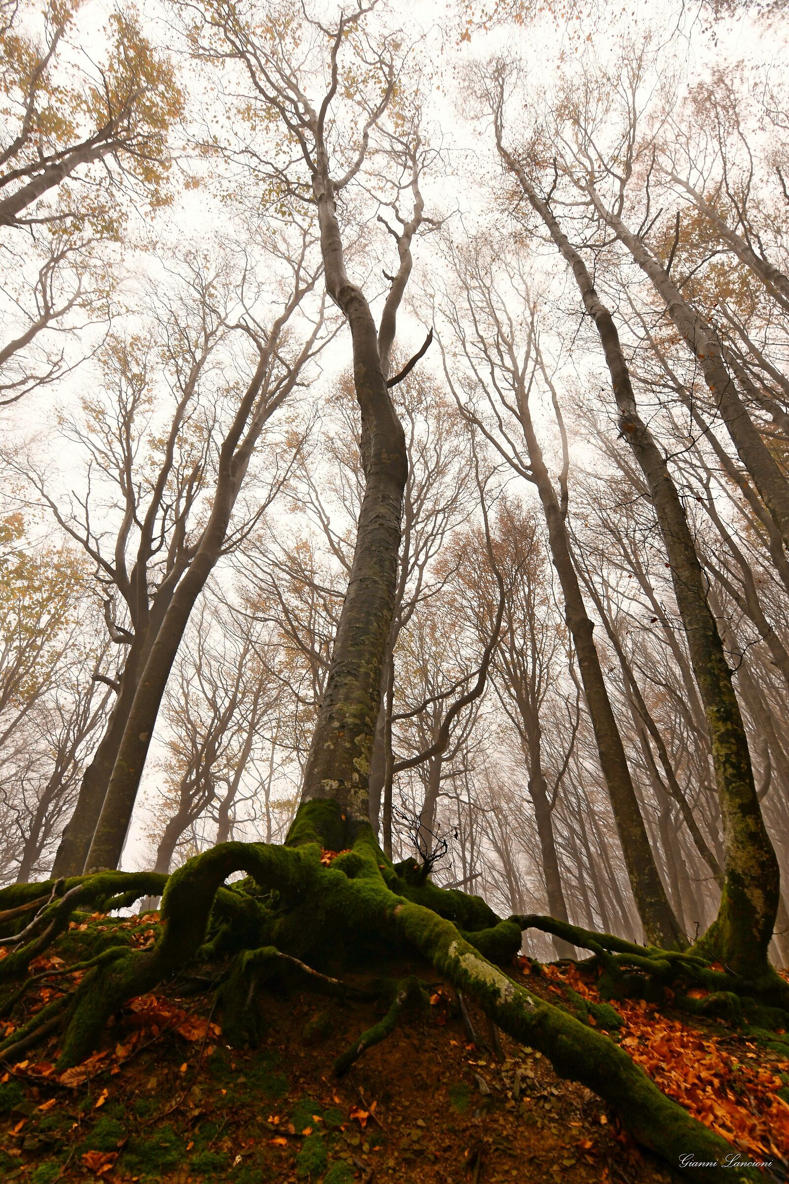 Foreste Casentinesi  forza della natura