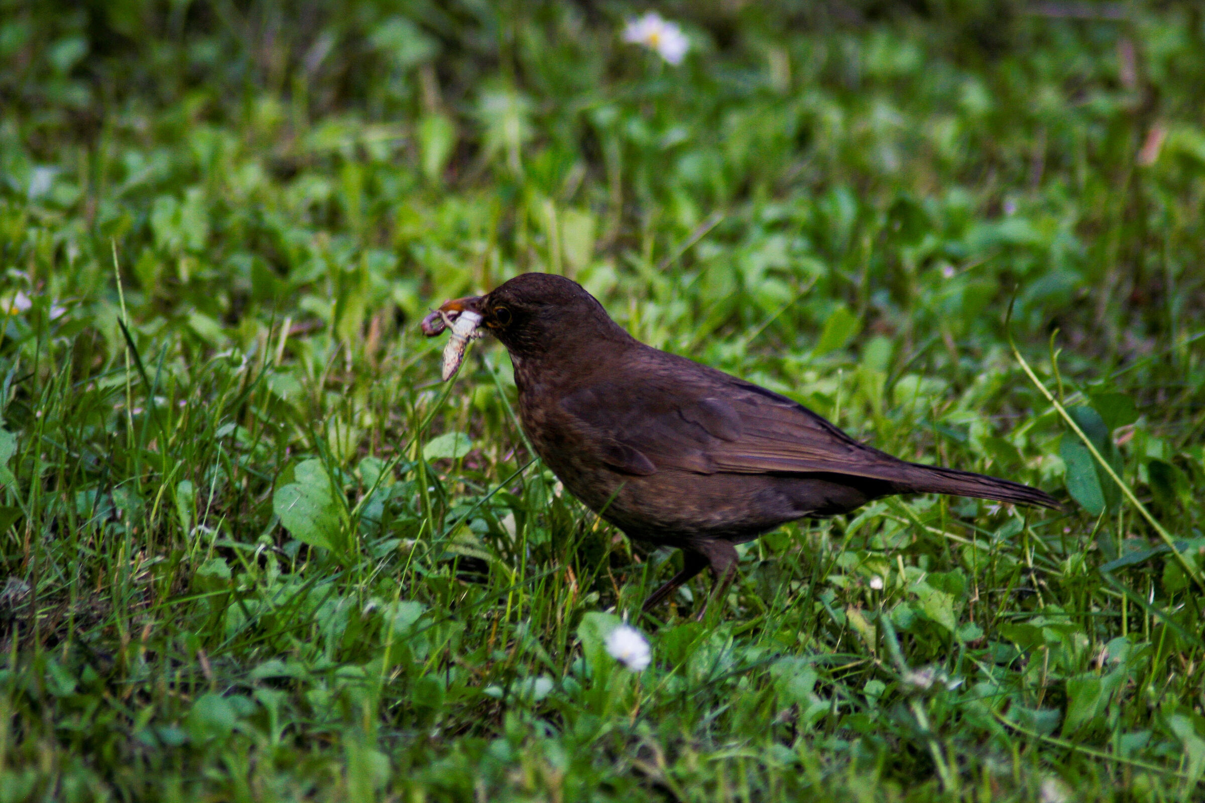 Mum blackbird looking for food -2