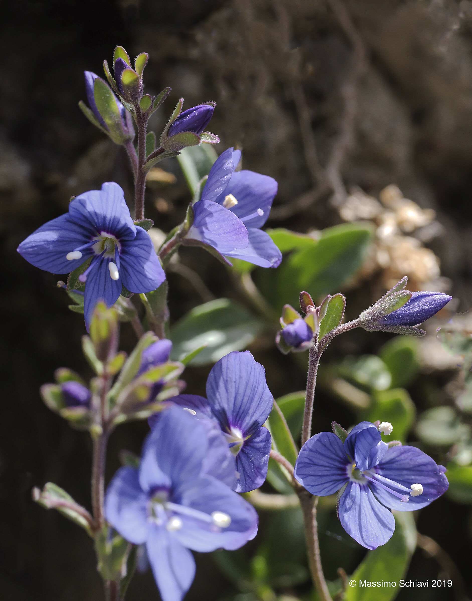 Veronica fruticans Jacq. - Veronica fruticosa.