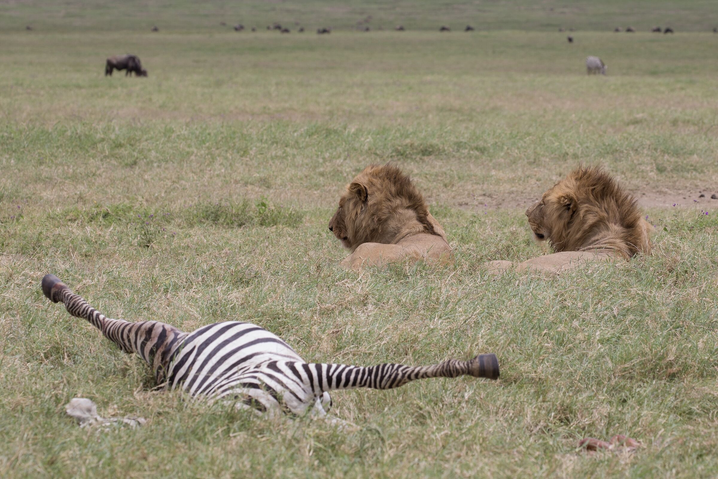 La dura legge della natura