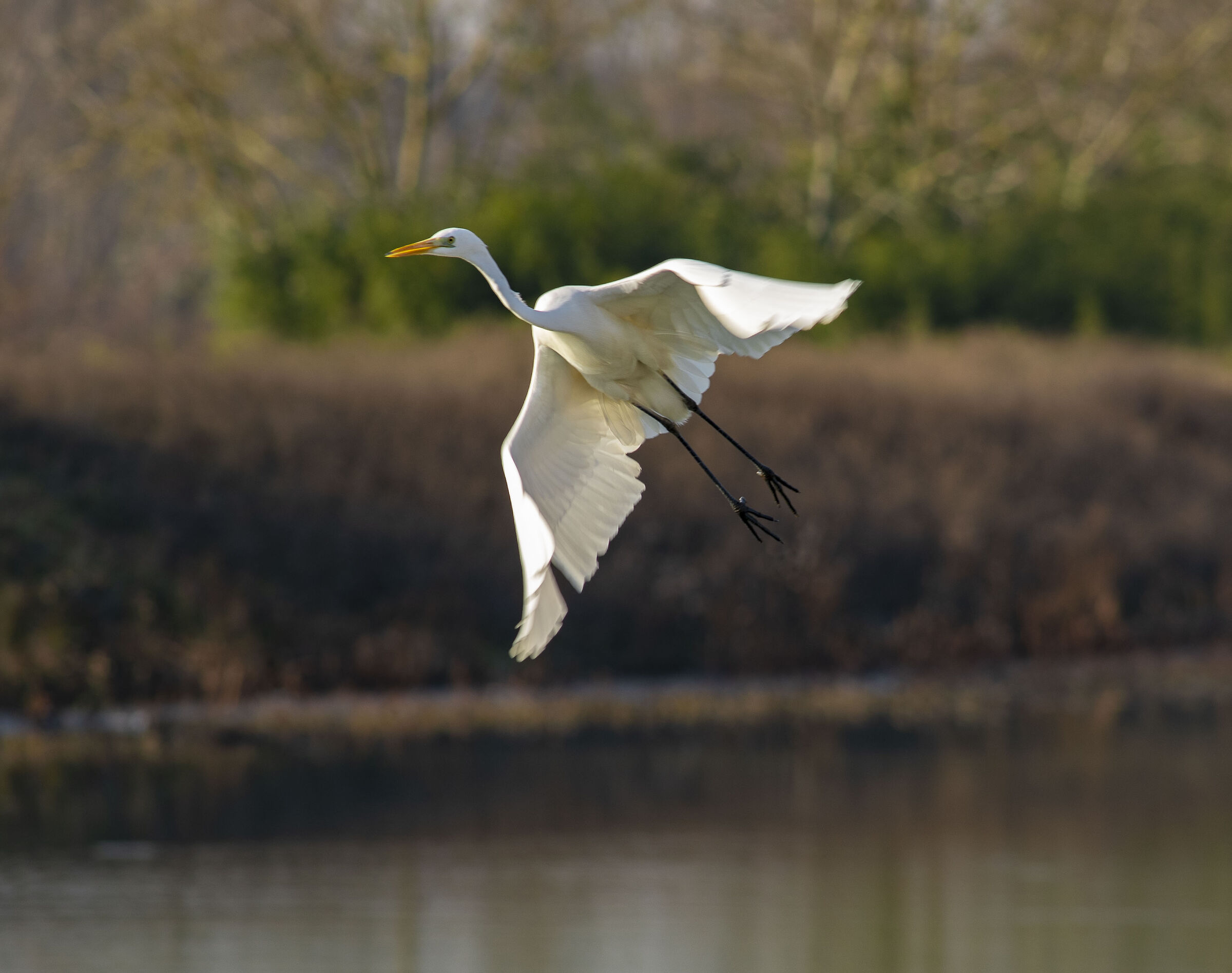 Heron who saw me (flap activated)