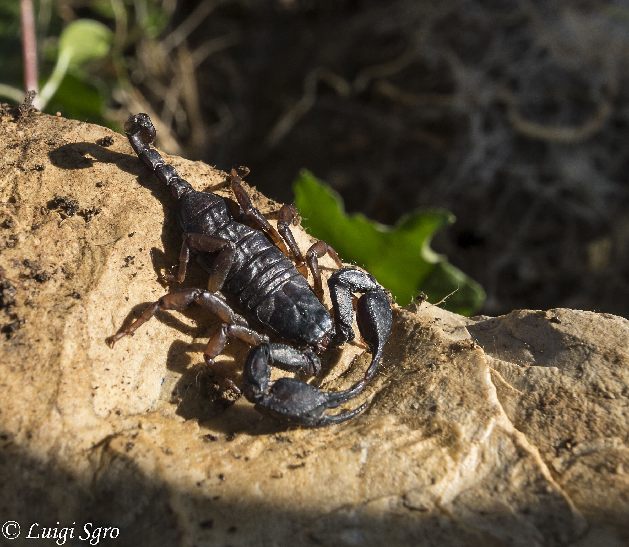 Scorpione Mediterraneo