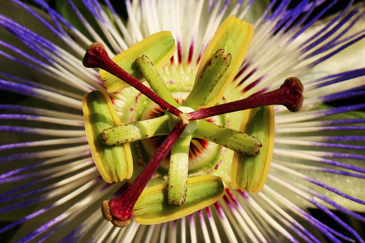 Passiflora