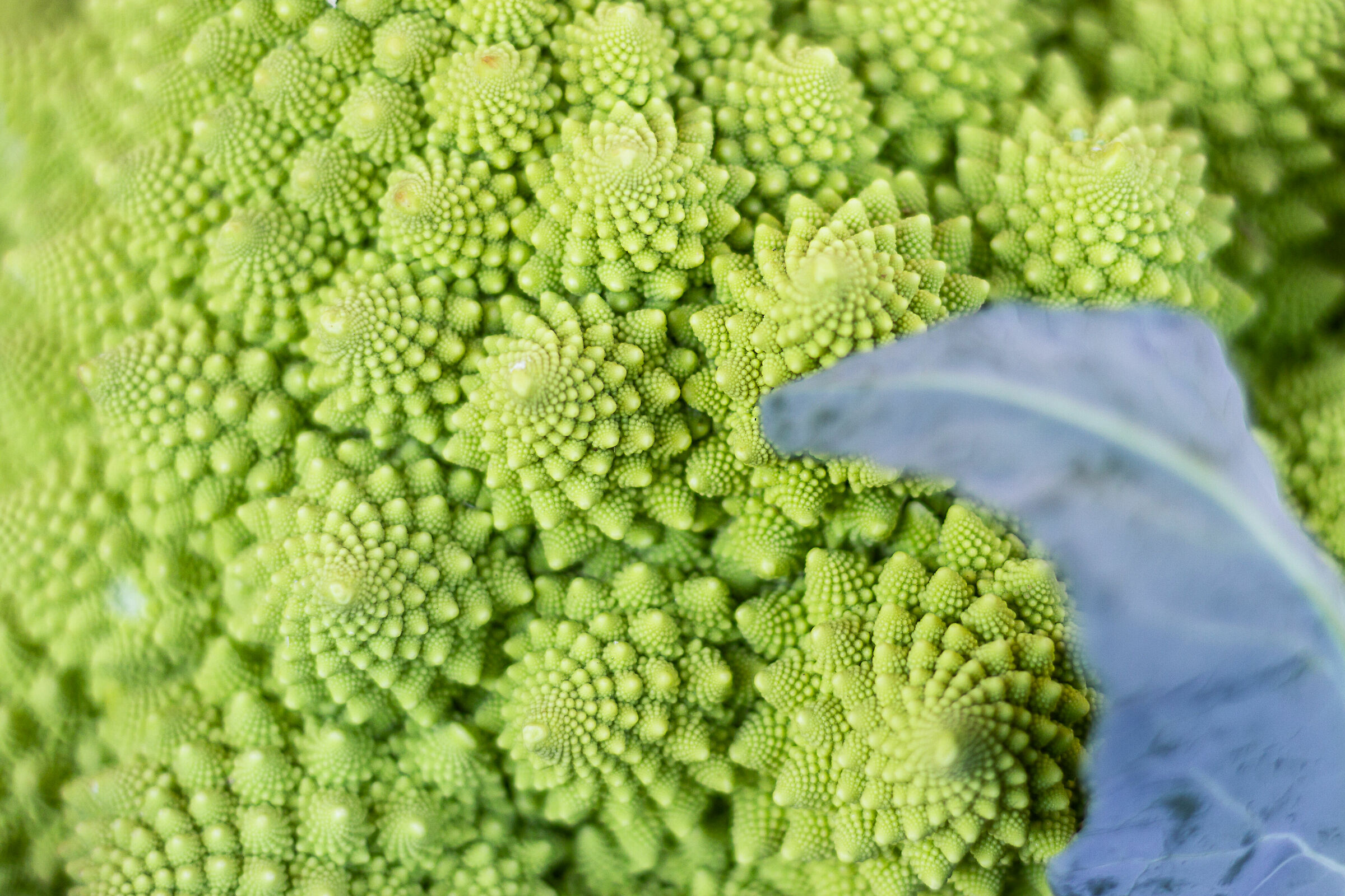 Frattale romanesco