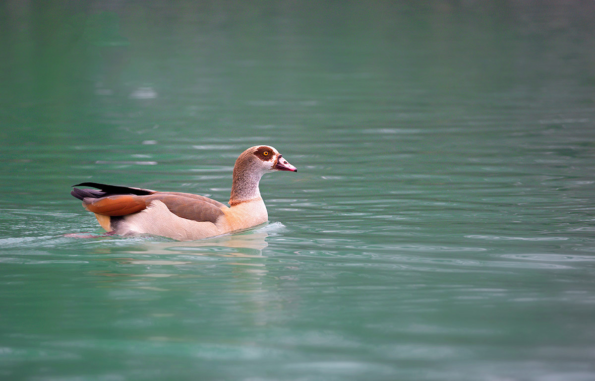 Egyptian goose