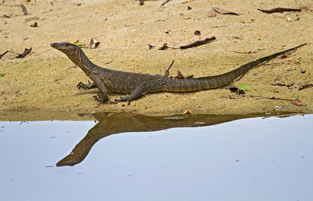 Varanus Salvator