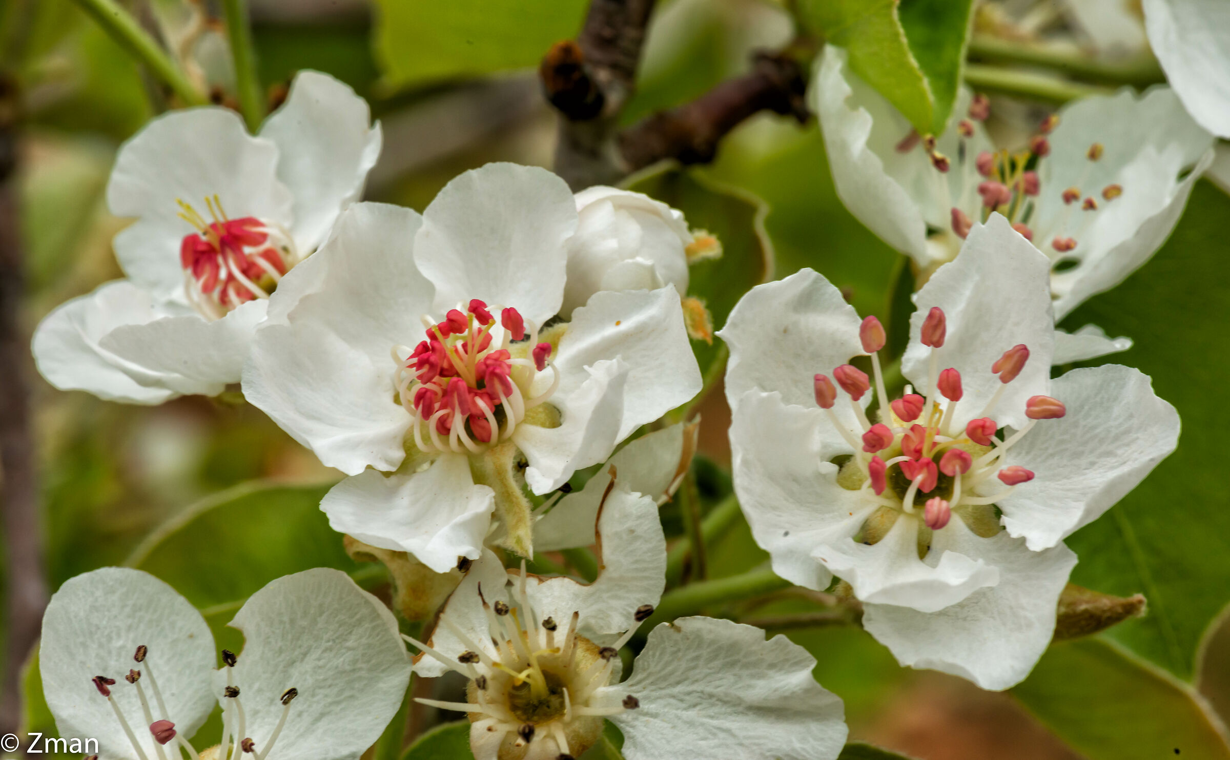 Pear Blossoms