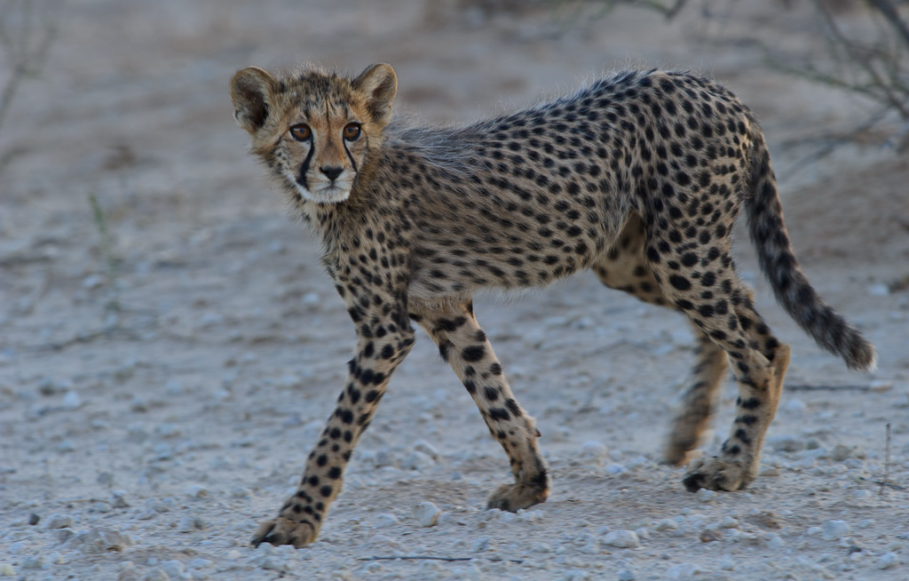 Cheetah Cub