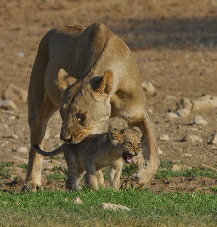 Leonessa con cucciolo